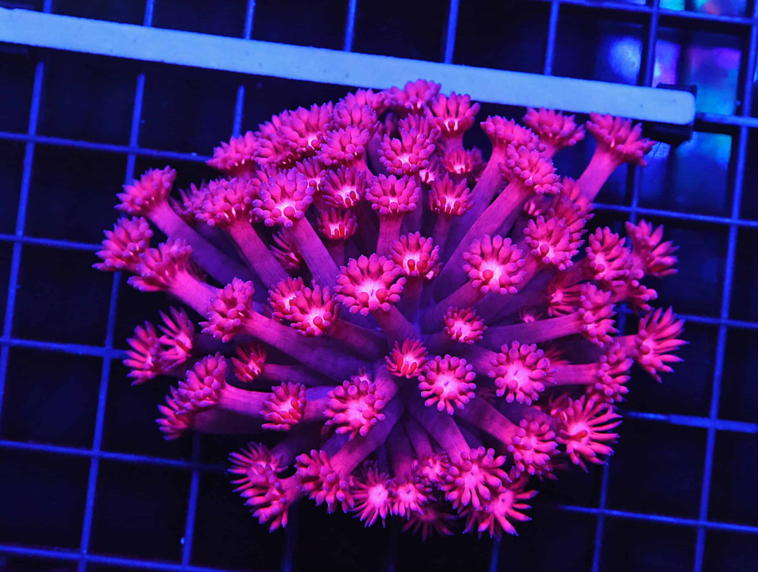 B92 -INDO CHERRY BLOSSOM GONIOPORA