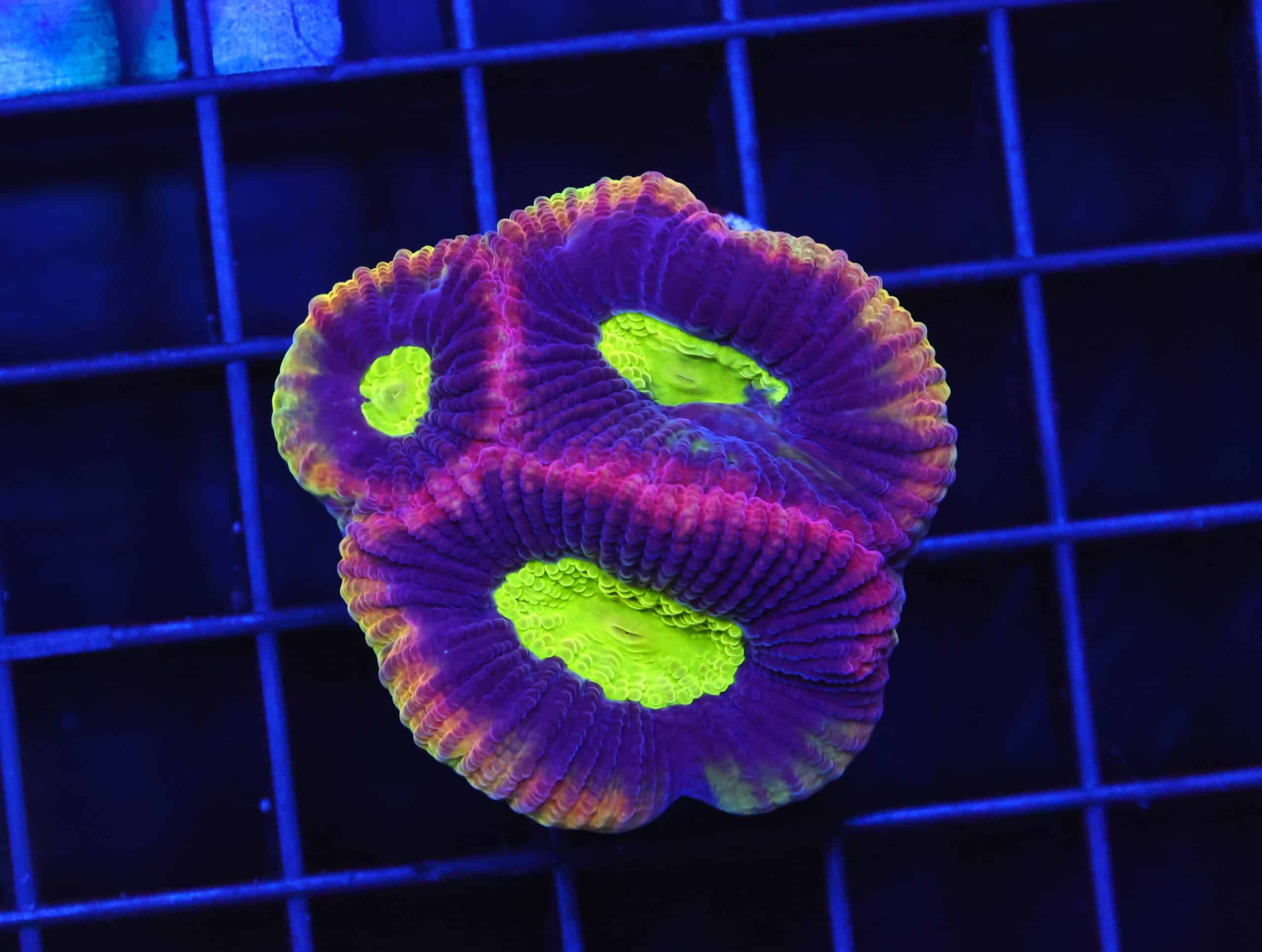 B93 -AUSSIE DARGON SOUL FAVIA CULTURED