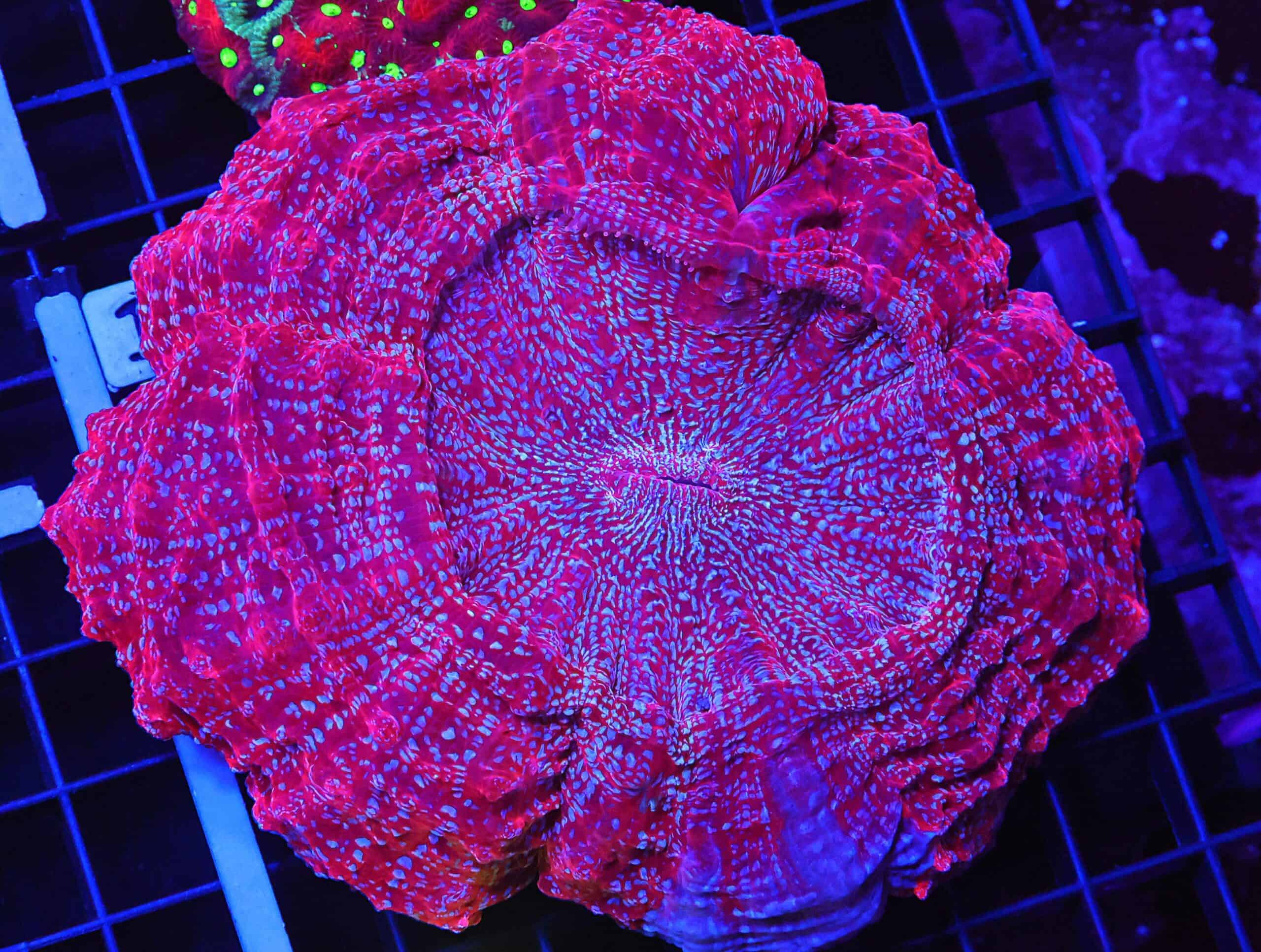 B95 -MALAYSIAN CRIMSON STARDUST ACANTHOPHYLLIA