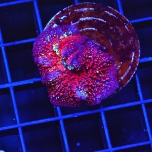 B98 -RED DEVIL DISCO MUSHROOM