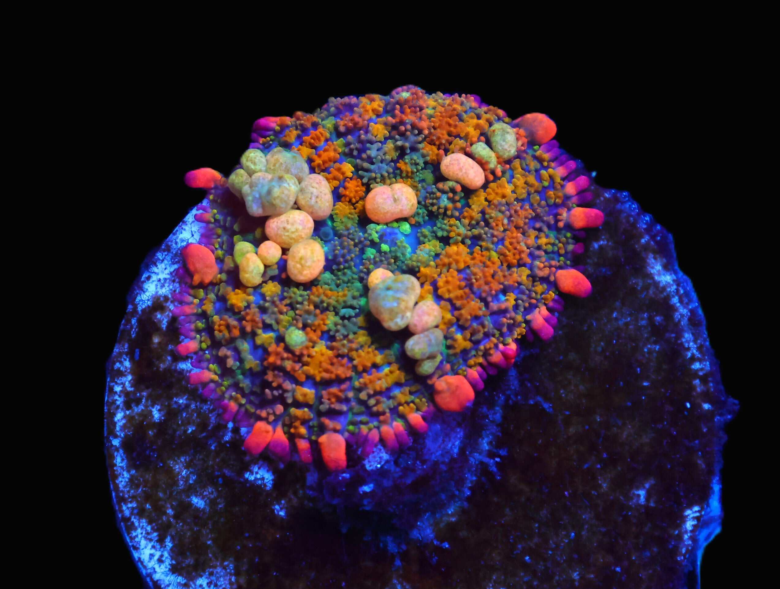 C02 - OT7 RAINBOW BOUNCE RHODACTIS MUSHROOM SMALL