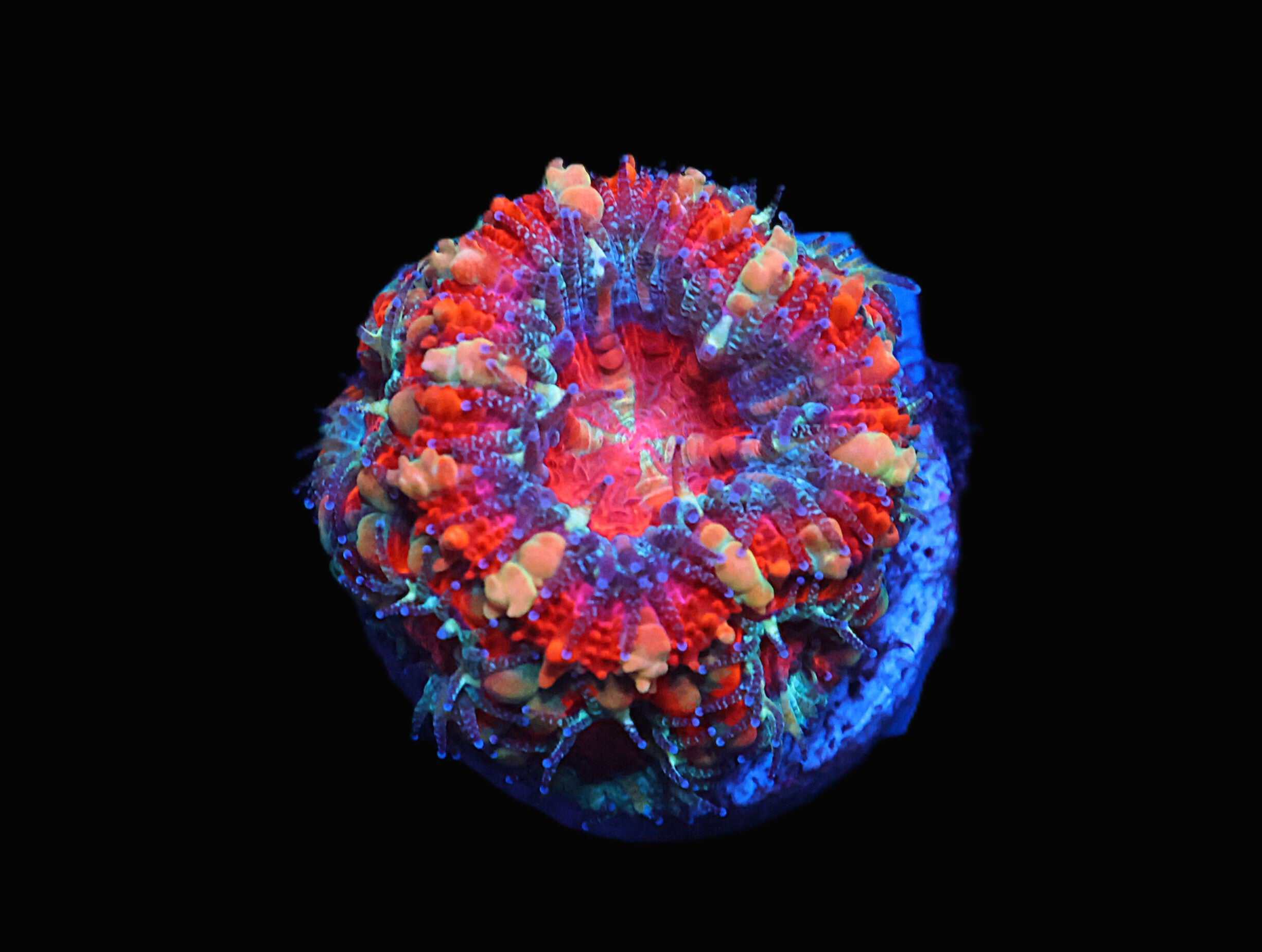 C05 - CAPTIVE SPAWNED ACAN LORD AUSTRALIA