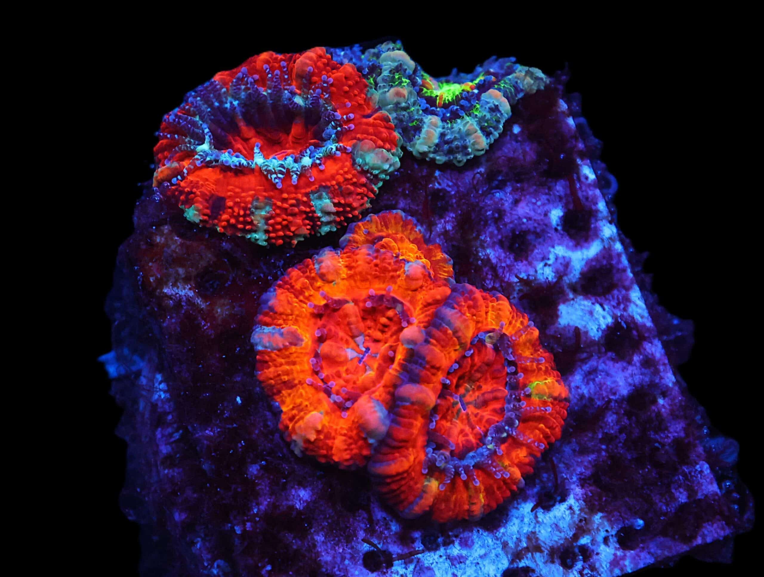 C07 - CAPTIVE SPAWNED ACAN LORD GARDEN AUSTRALIA