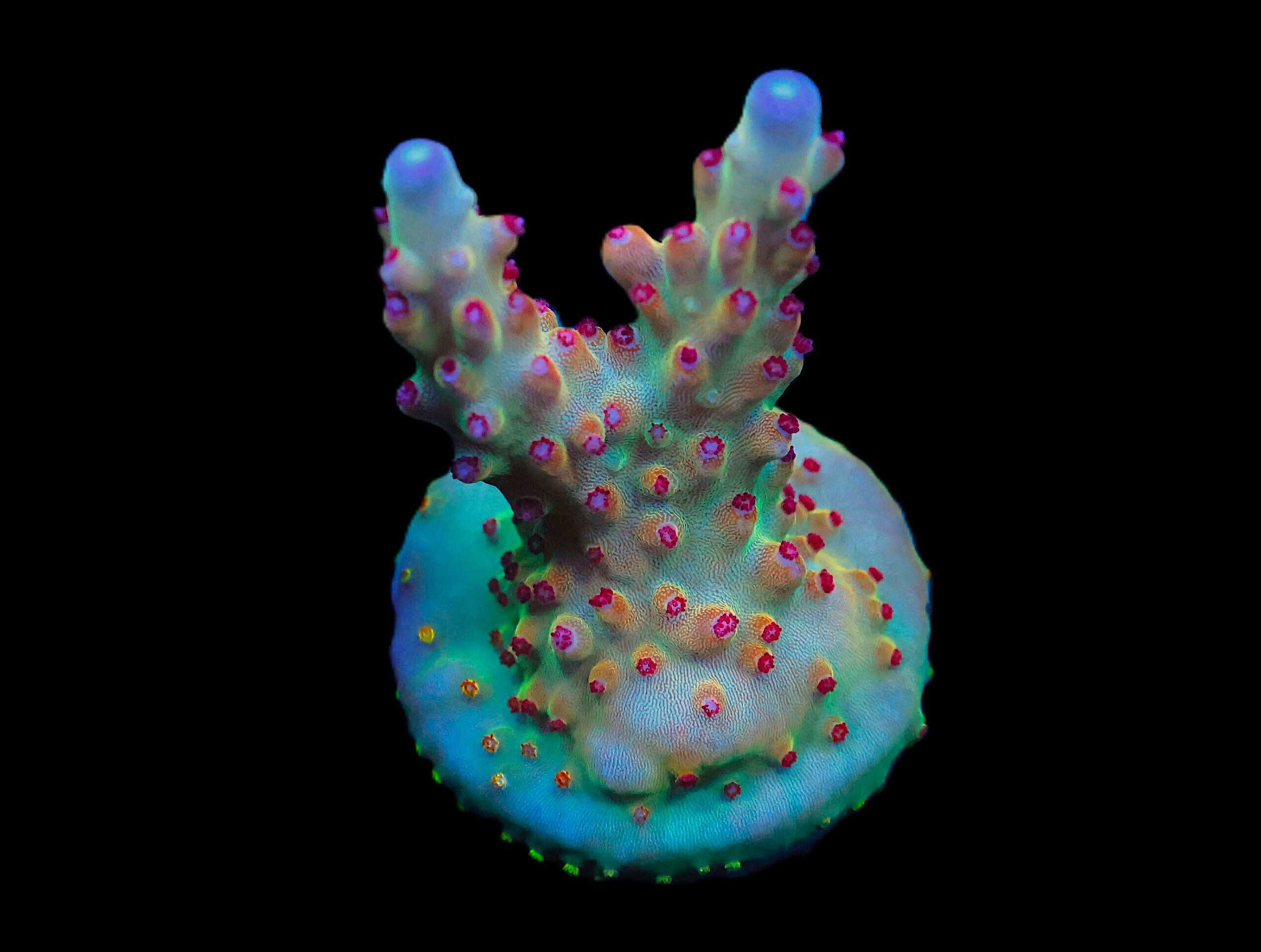 C118 - RR ROBINHOOD ACRO XL FRAG