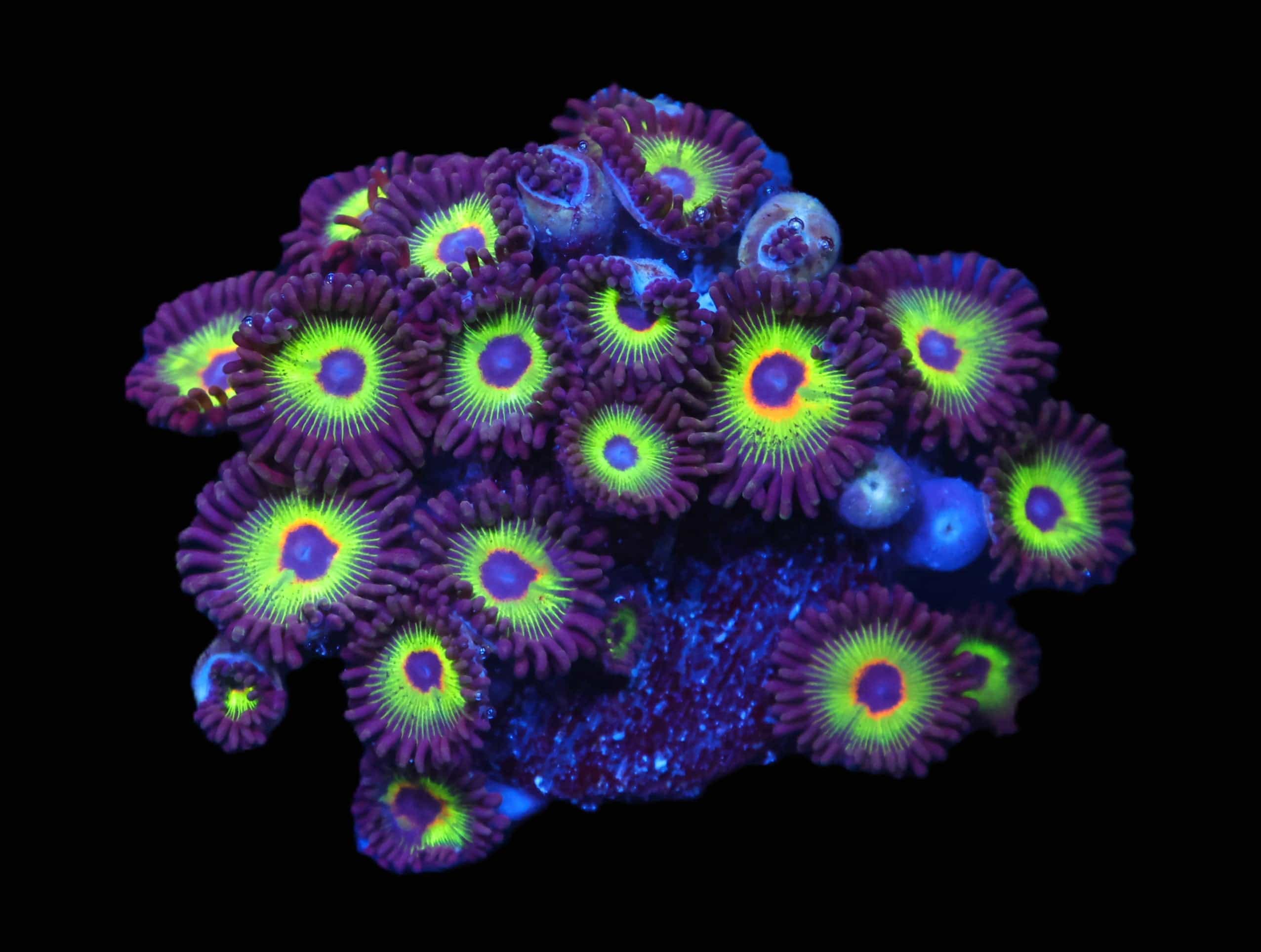 C221 - SDC BOB MARLEY ZOA