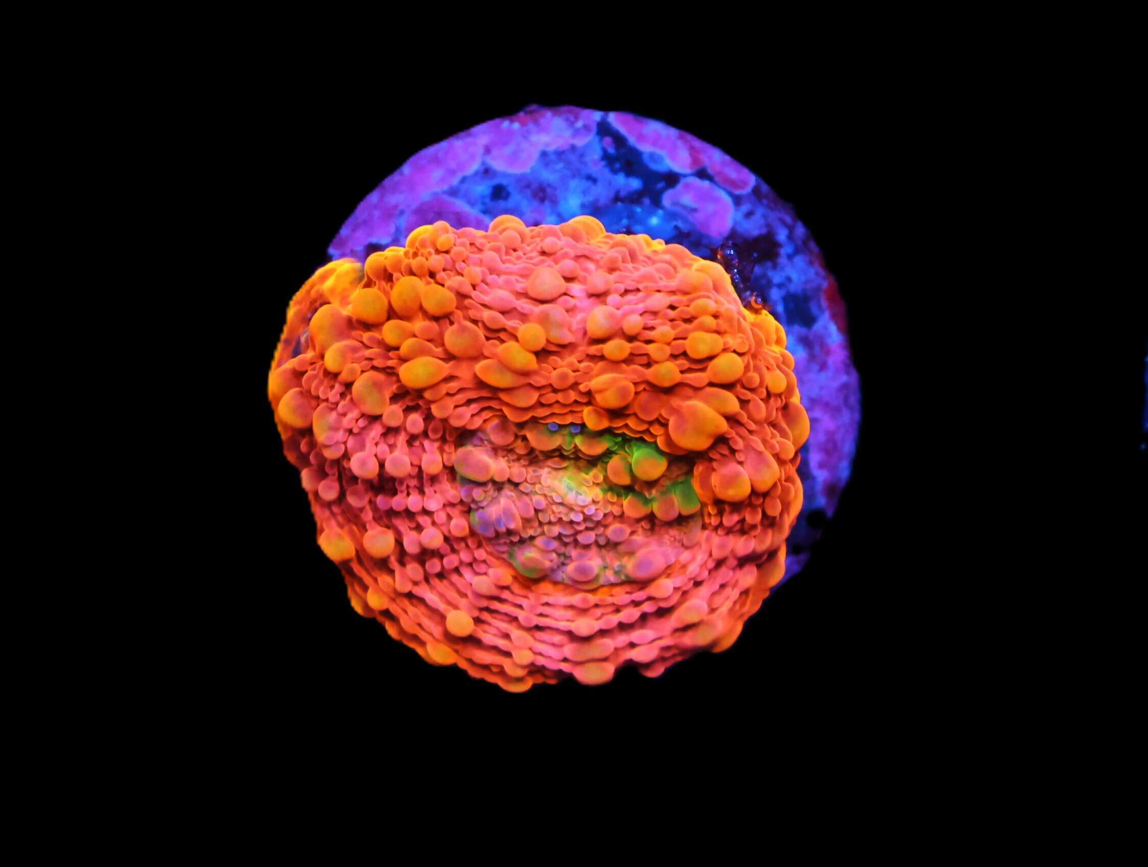 C225 - SDC ORANGE CRUSH ACAN ECHINATA