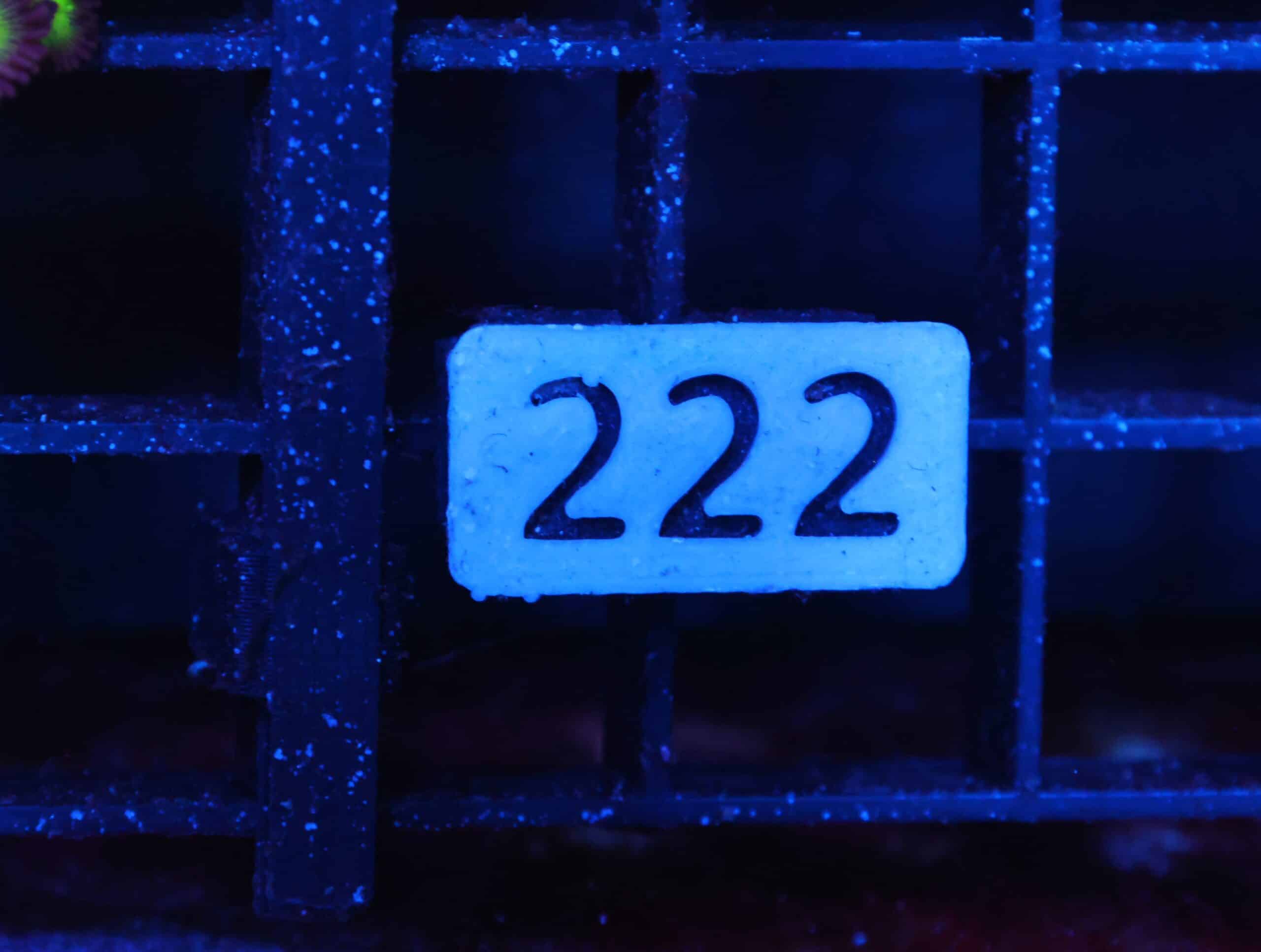 C222 -