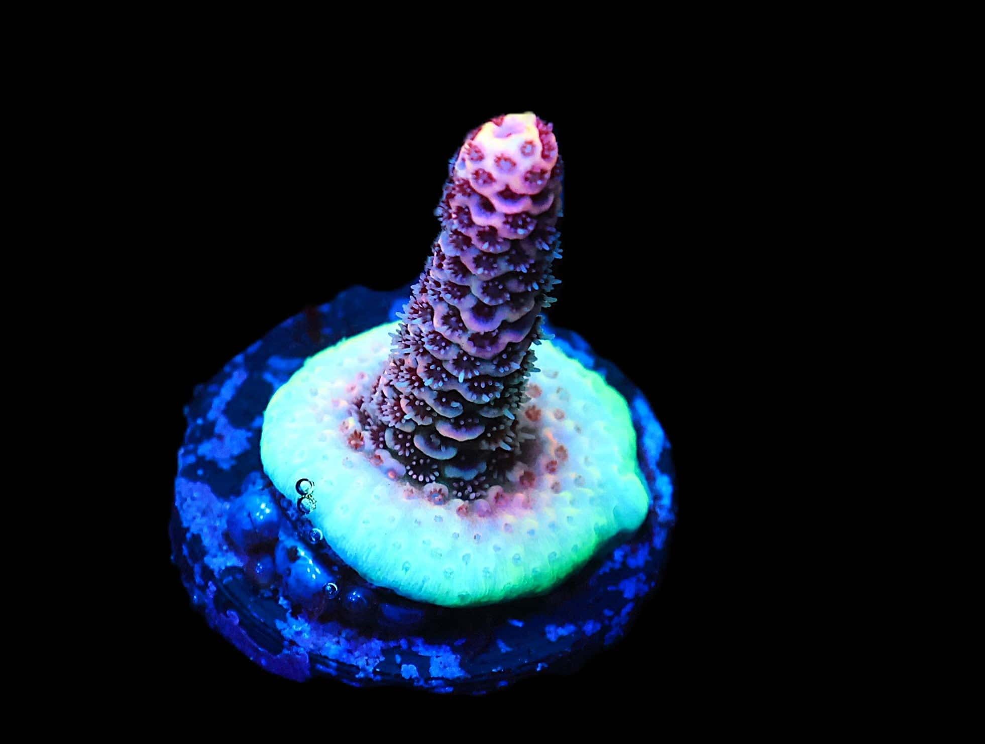 C275 - SDC ACROPORA ASST. PREMIUM