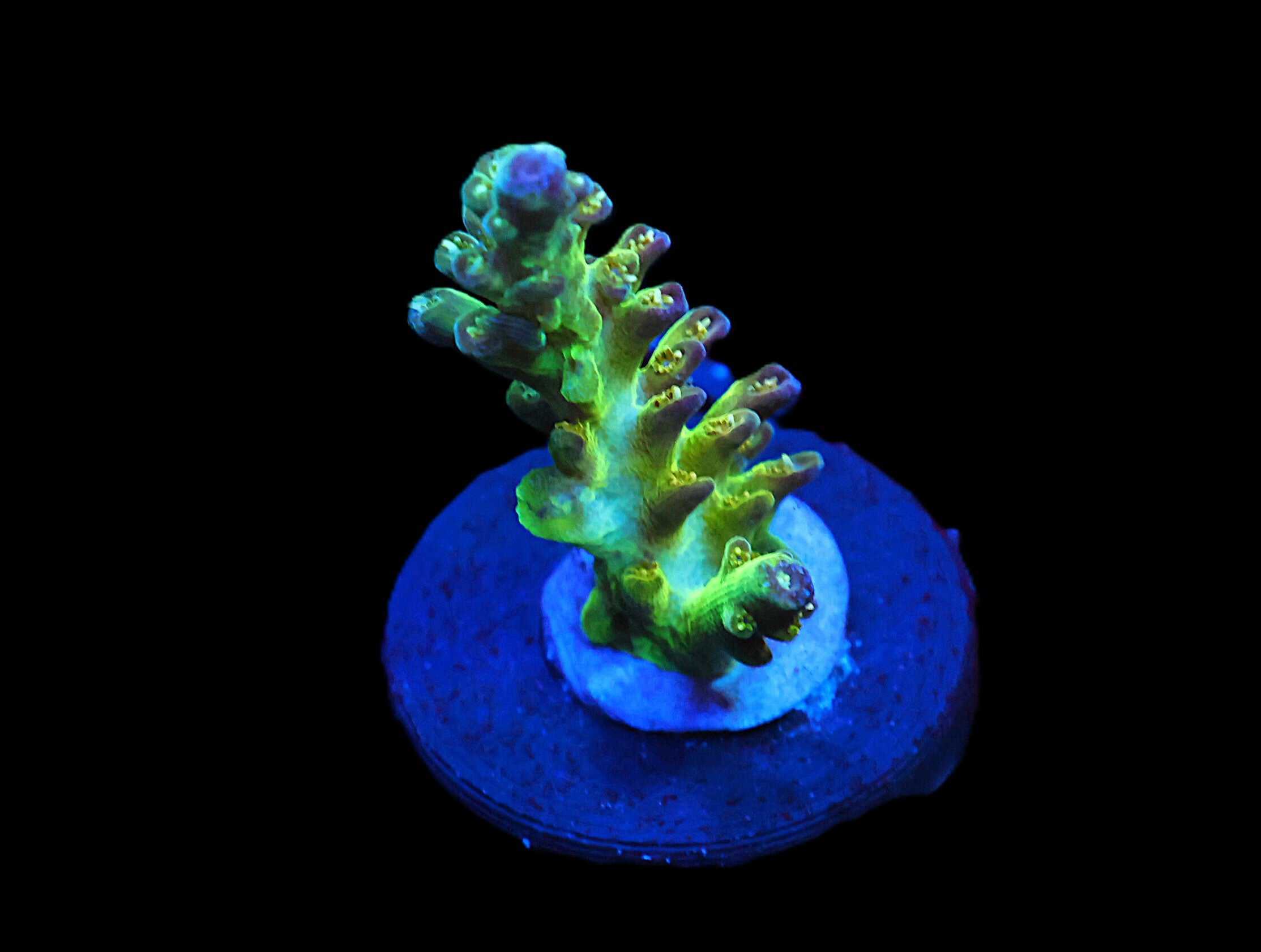 C281 - SDC CRYSTAL CASTLE ACRO
