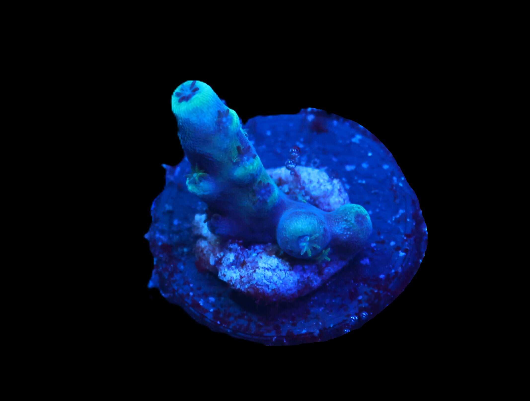 C342 - SDC BLUE OREGON TORT ACRO (DAYLIGHT PIC)