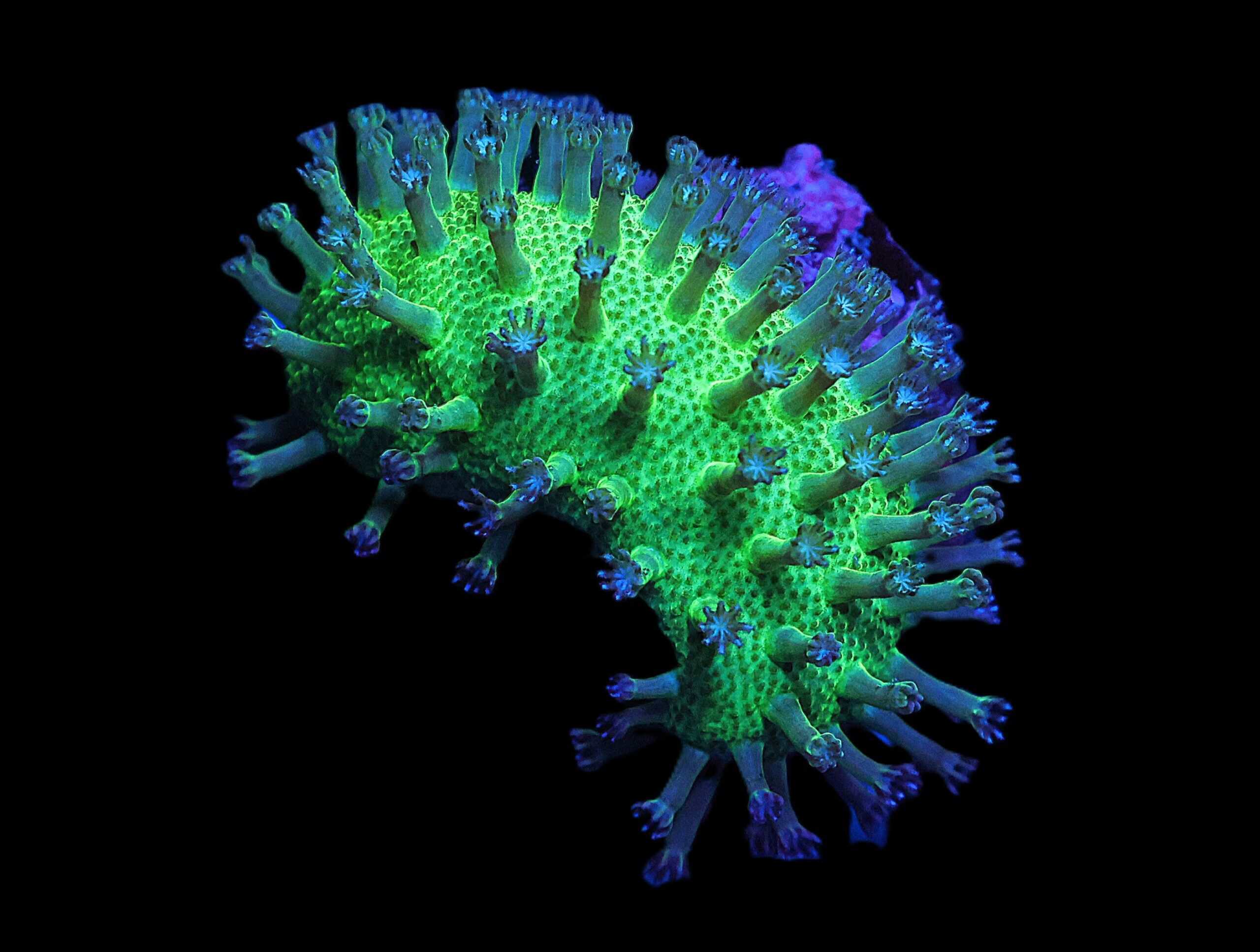 C36 - SDC JAPANESE GREEN SARCOPHYTON