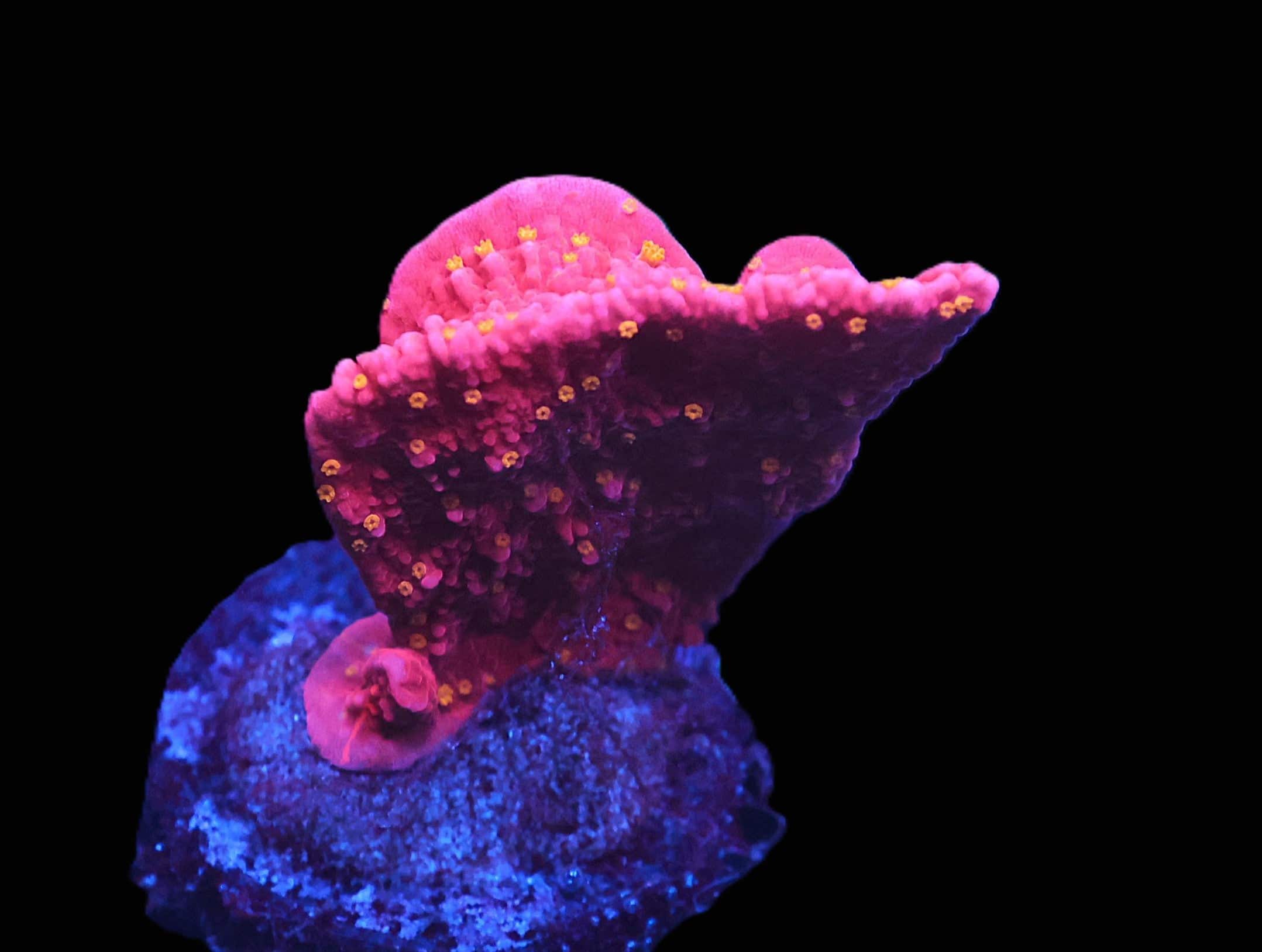 C37 - REEFTECH STARBURST MONTI