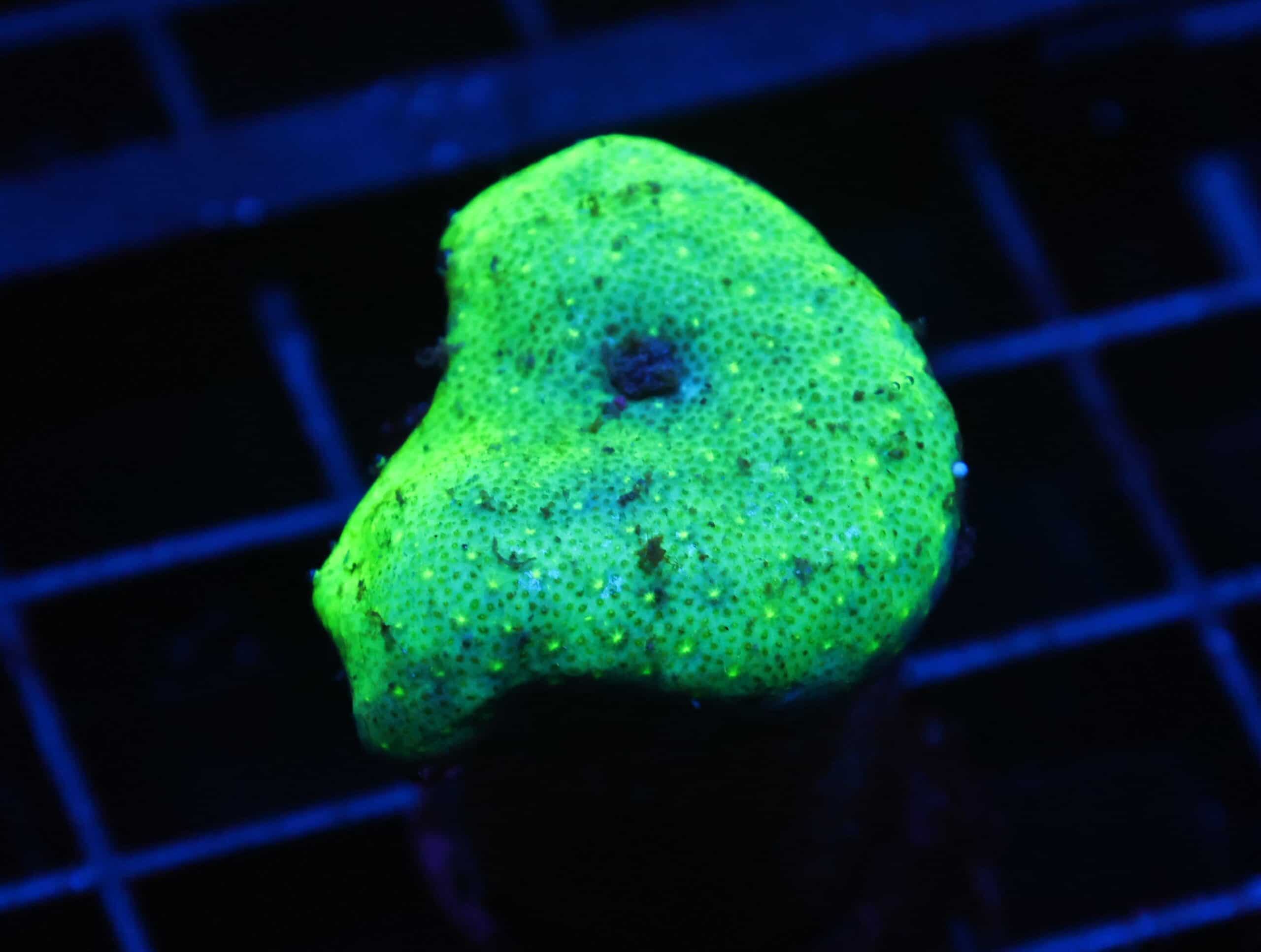 C54 -