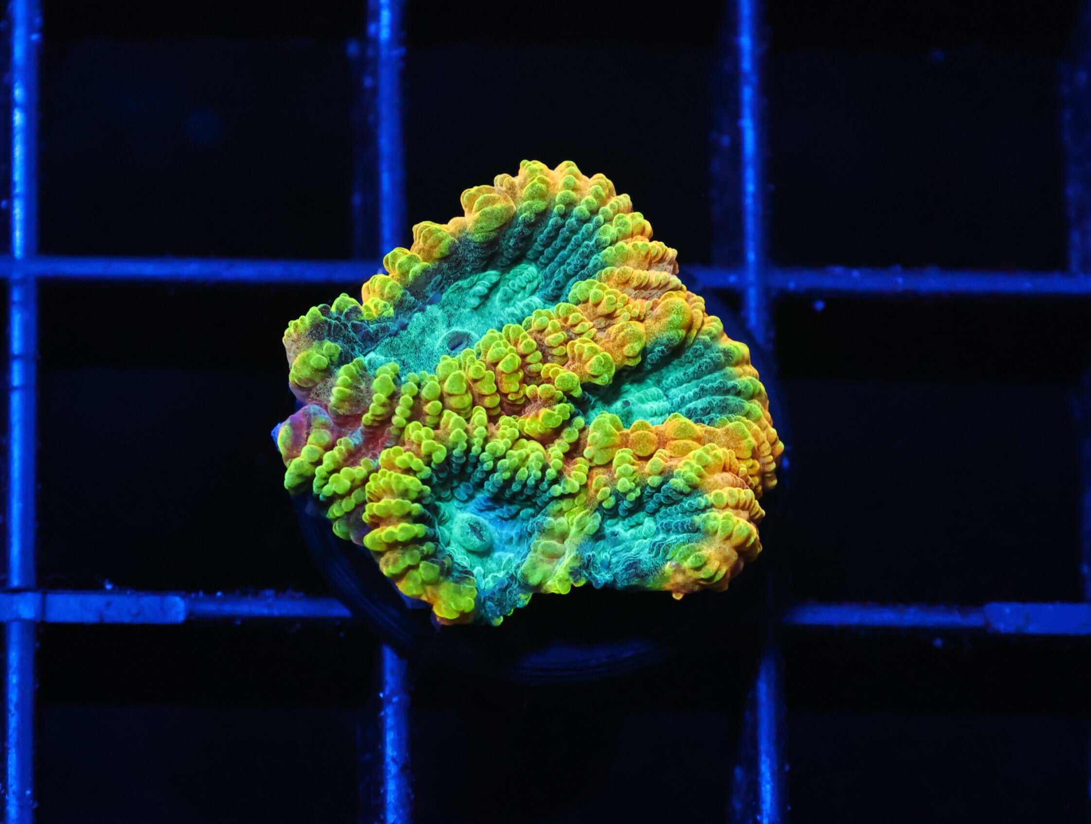 C65 - SDC FAVIA OF THE GODS