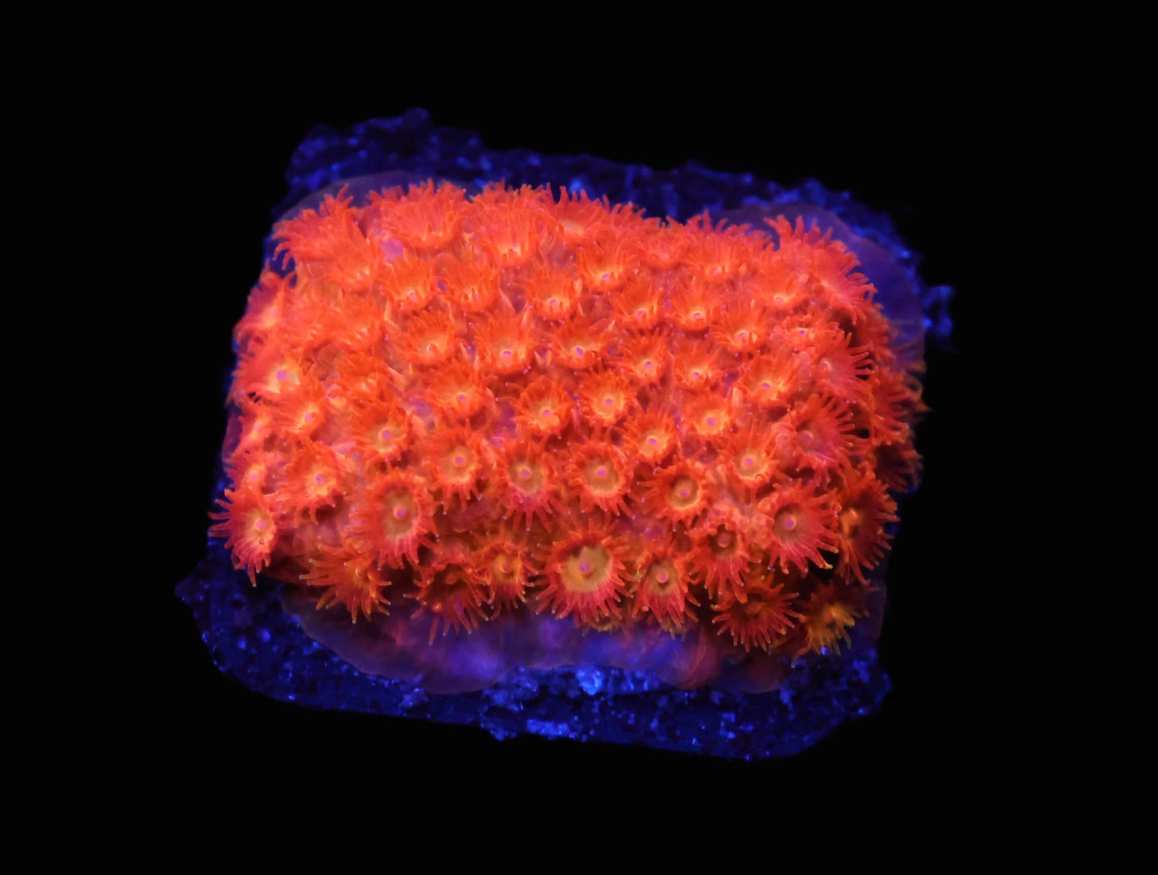 C67 - WWC HI-C CYPHASTREA