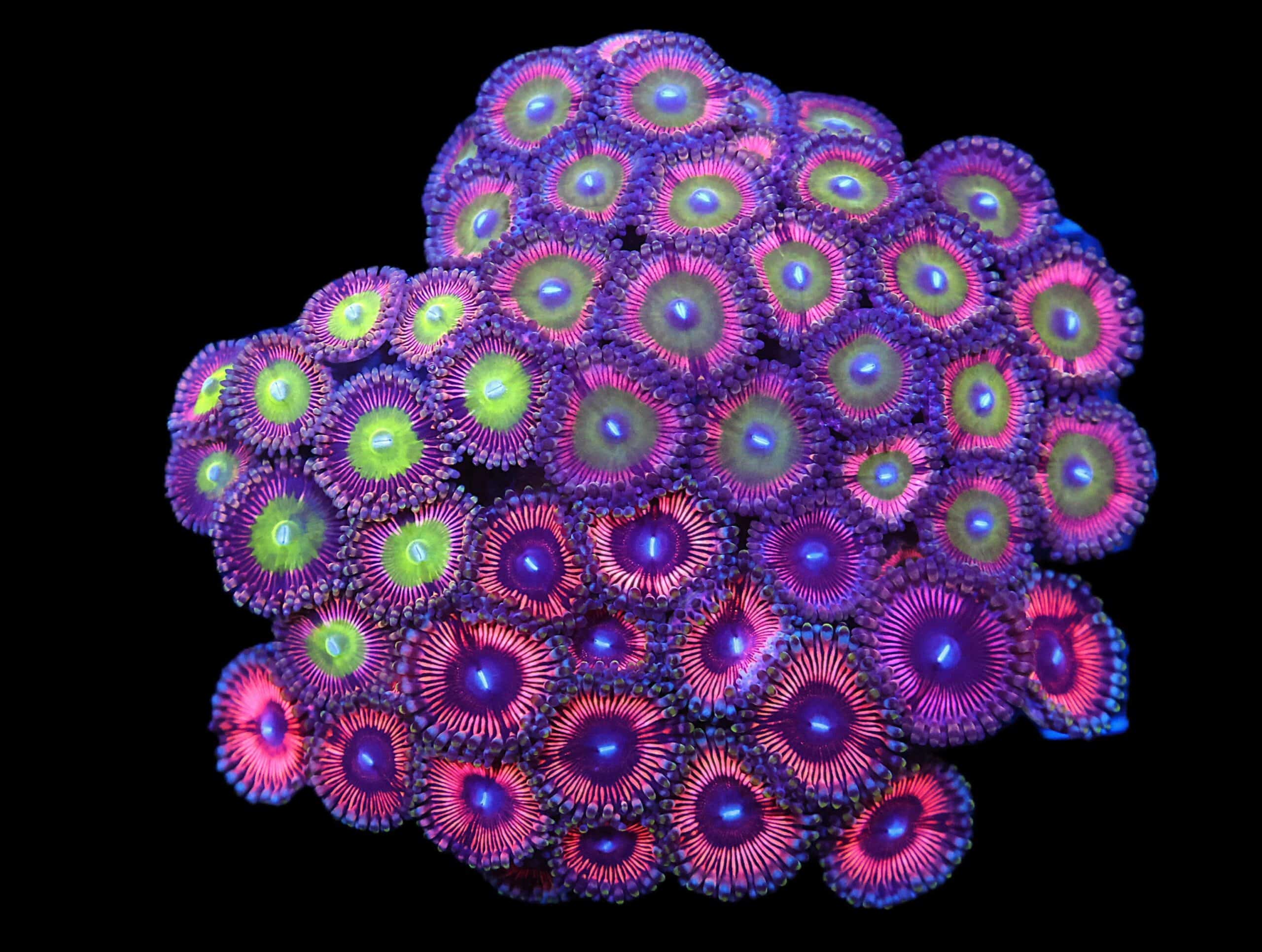 C90 - CULTURED ZOA GARDEN
