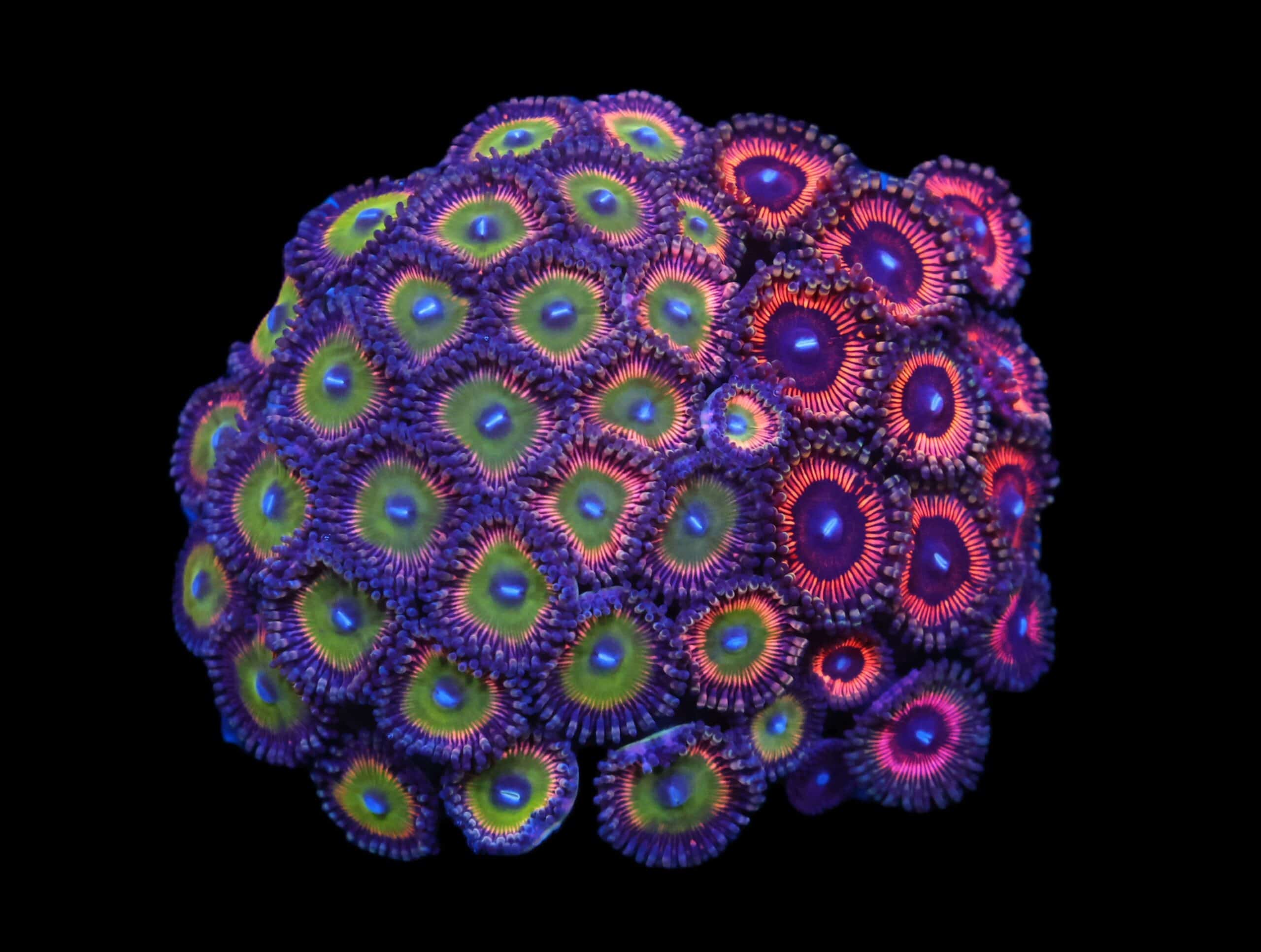 C96 - CULTURED ZOA GARDEN