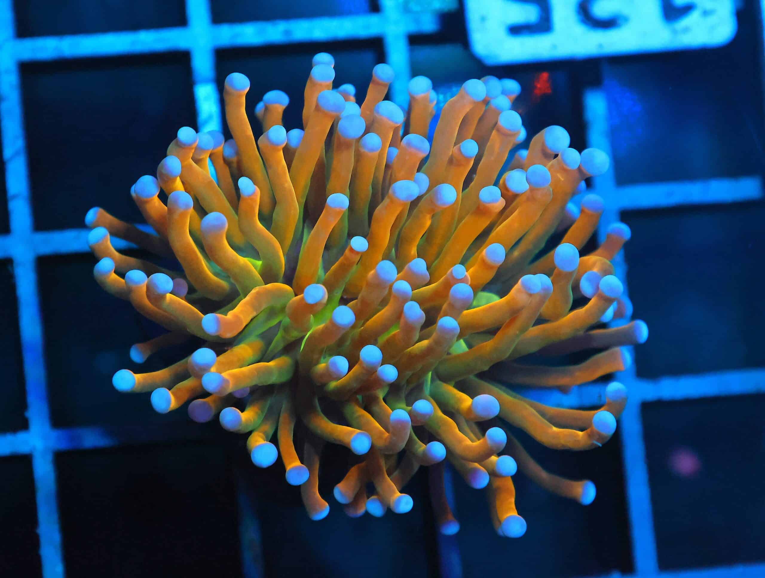D135 - INDO TORCH GRAIL VARIANT 1 HEAD