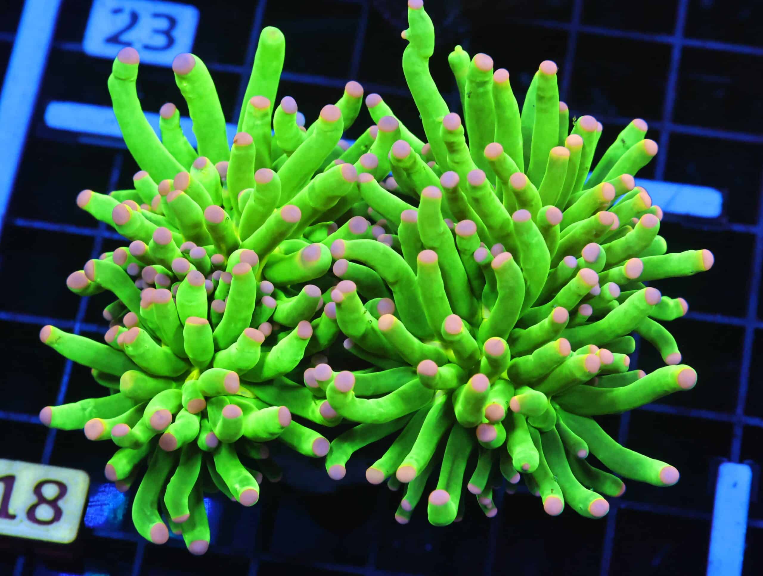 D18 - MALAYSIA TORCH COTTON CANDY 3 HEAD