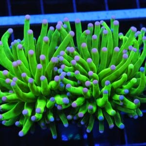 D43 - MALAYSIA TORCH COTTON CANDY 2 HEAD