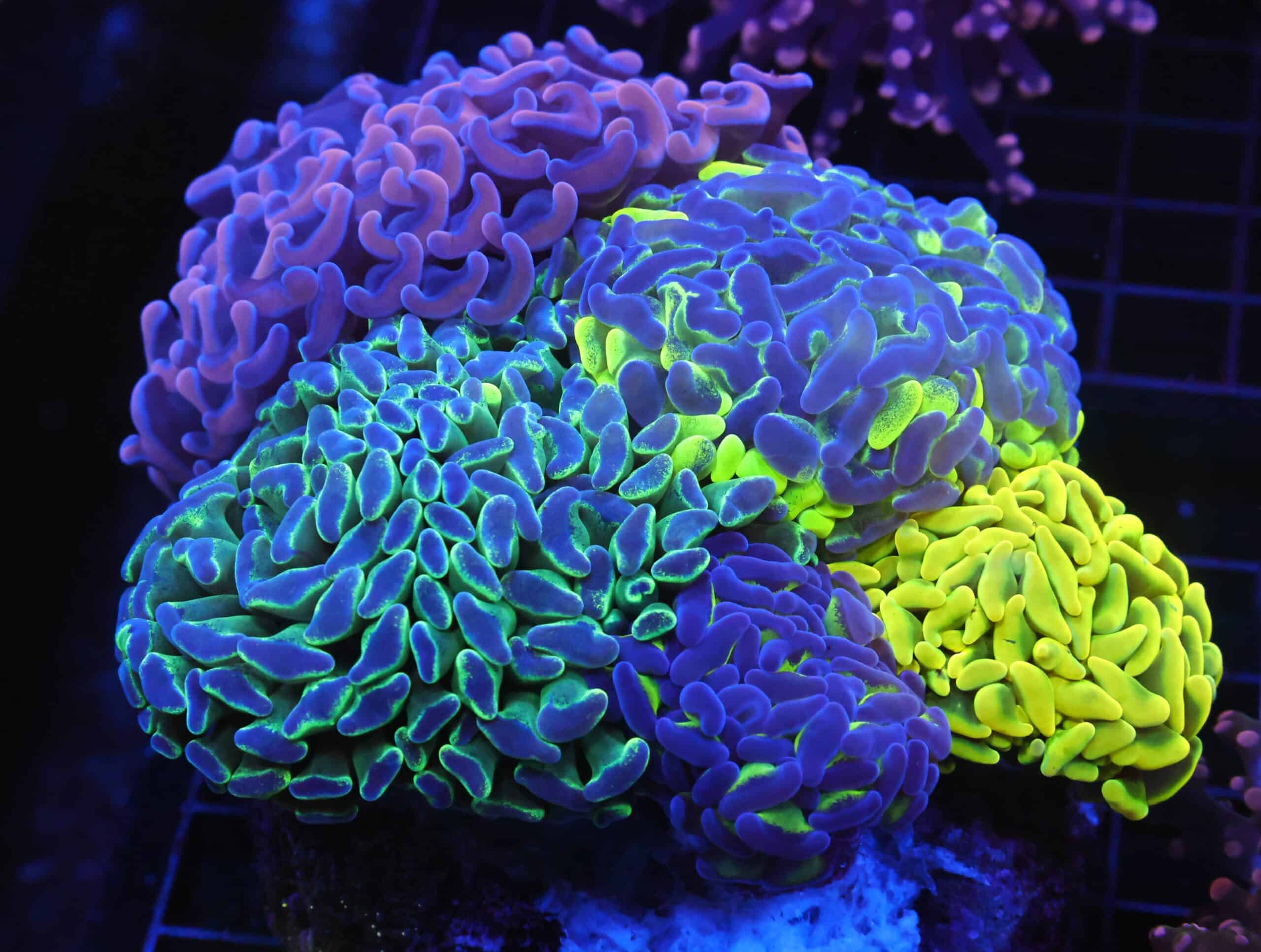 D66 - AUSSIE HAMMER THICK BRANCH RAINBOW GARDEN 6 HEAD