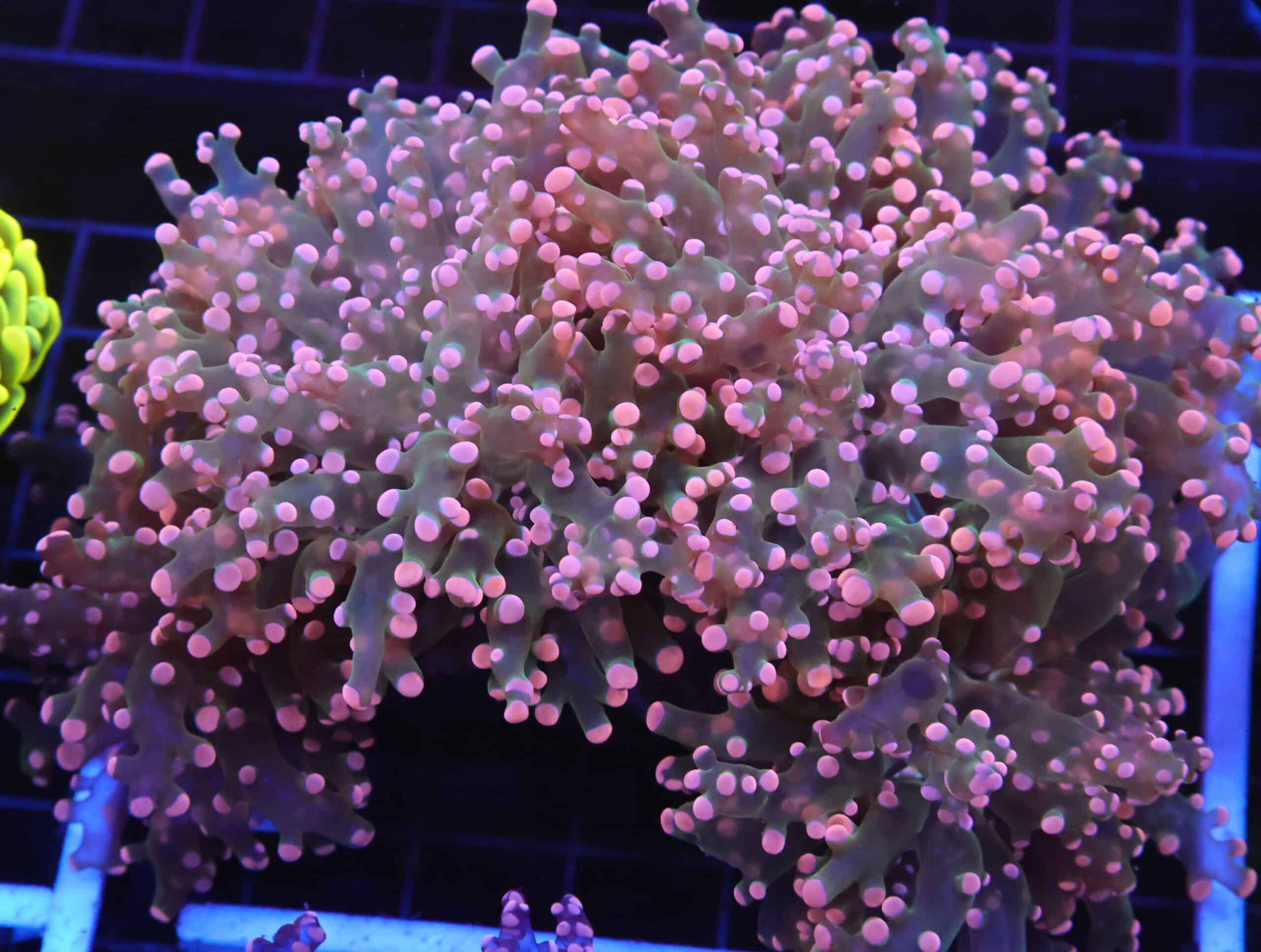 D67 - INDO FROGSPAWN BRANCH ORANGE 4 HEAD