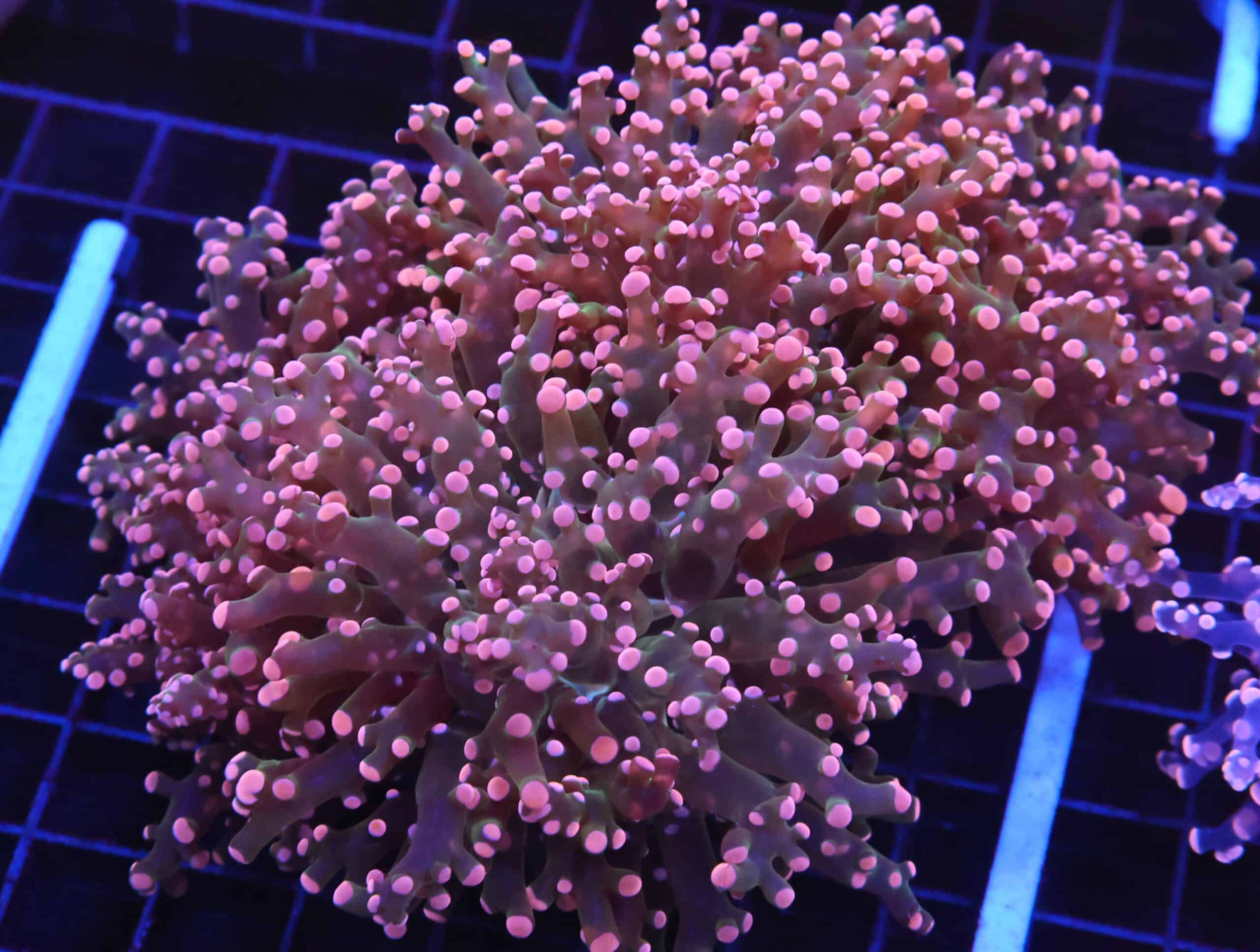 D72 - INDO FROGSPAWN BRANCH ORANGE 4 HEAD