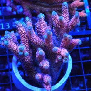 E08 - AUSSIE ACRO PINK BLUE TIP MILLE