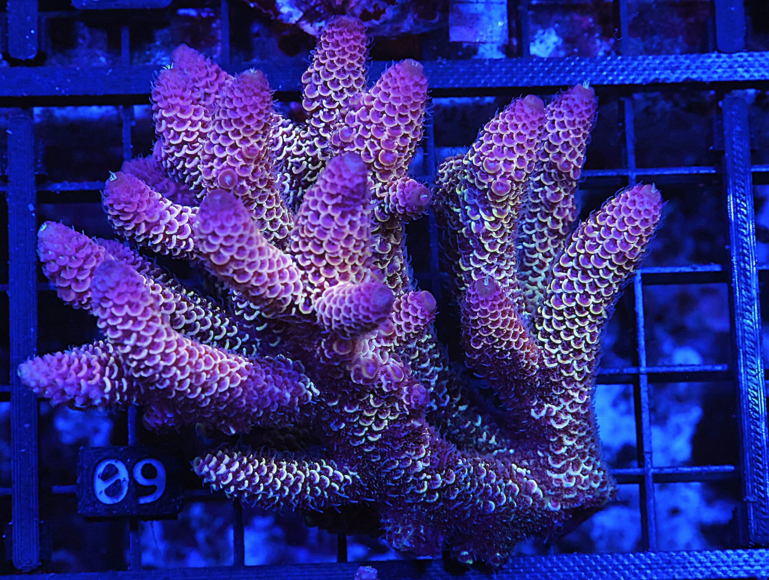 E09 - AUSSIE ACRO DRAGONSCALE SPATHULATA