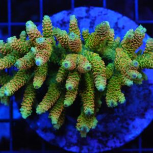 E100 - INDO SERIATOPORA TOXIC TIP CULTURED