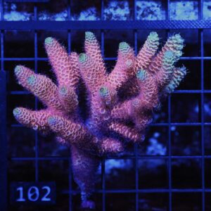E102 - AUSSIE ACRO HOT PINK MILLE