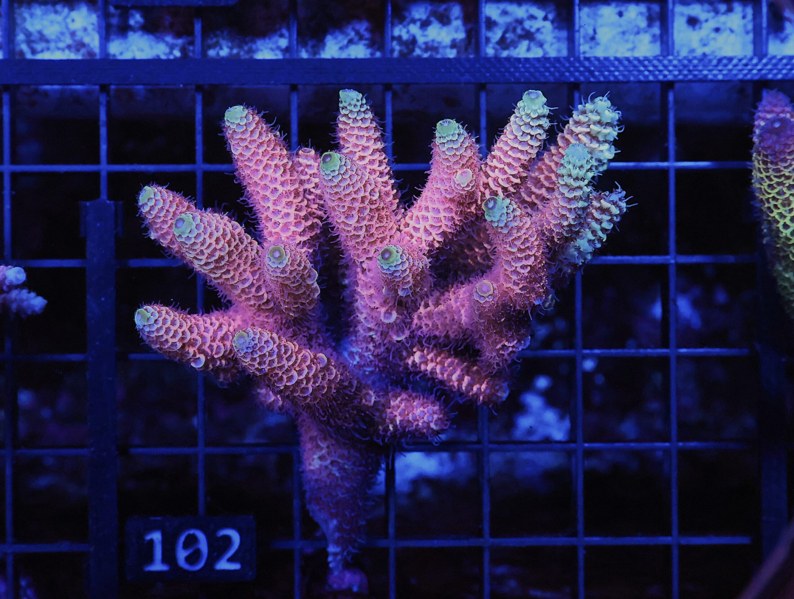 E102 - AUSSIE ACRO HOT PINK MILLE