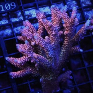 E104 - AUSSIE ACRO HOT PINK MILLE