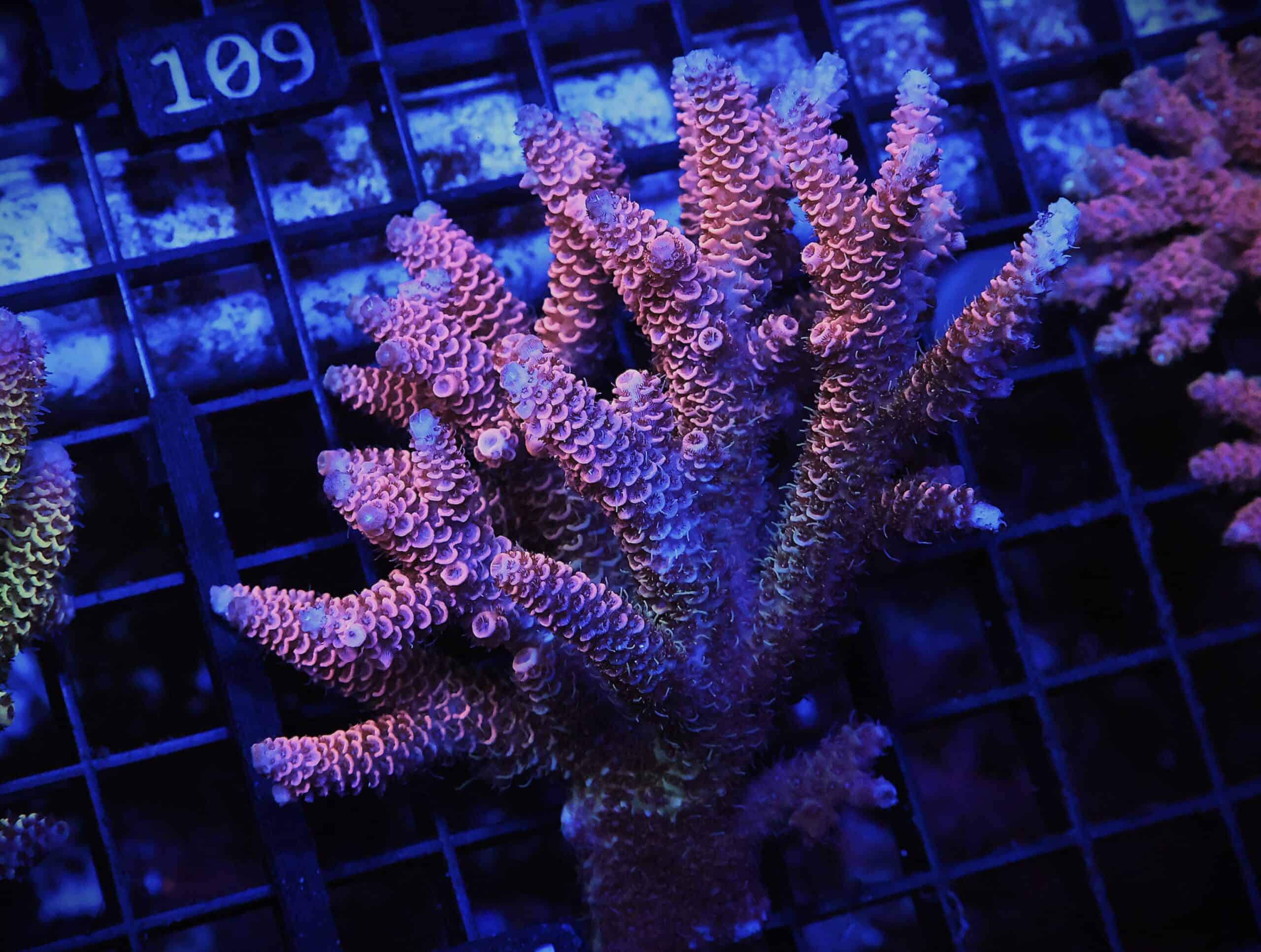 E104 - AUSSIE ACRO HOT PINK MILLE