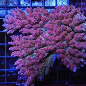 E105 - AUSSIE ACRO STRAWBERRY TABLE