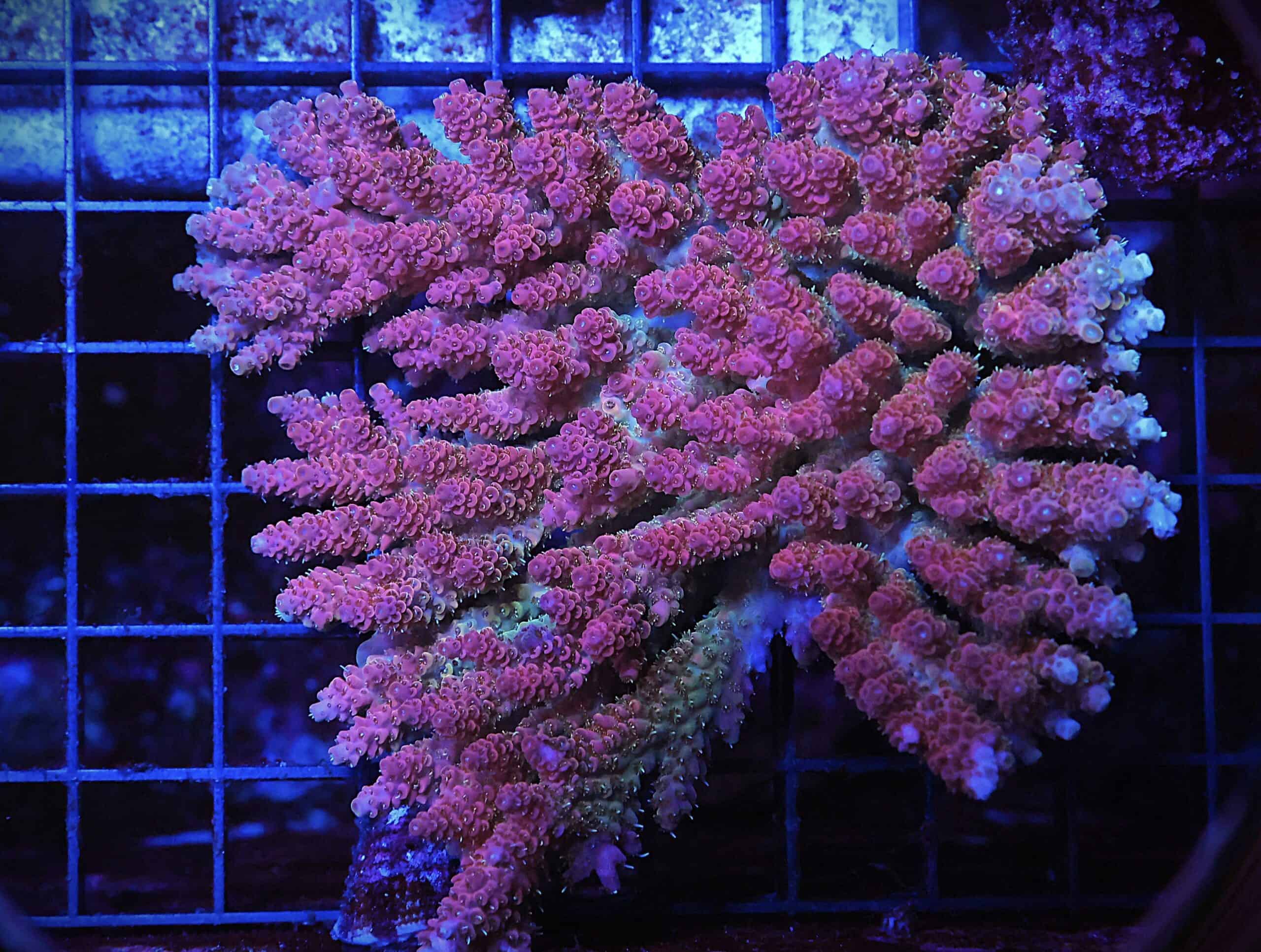 E105 - AUSSIE ACRO STRAWBERRY TABLE