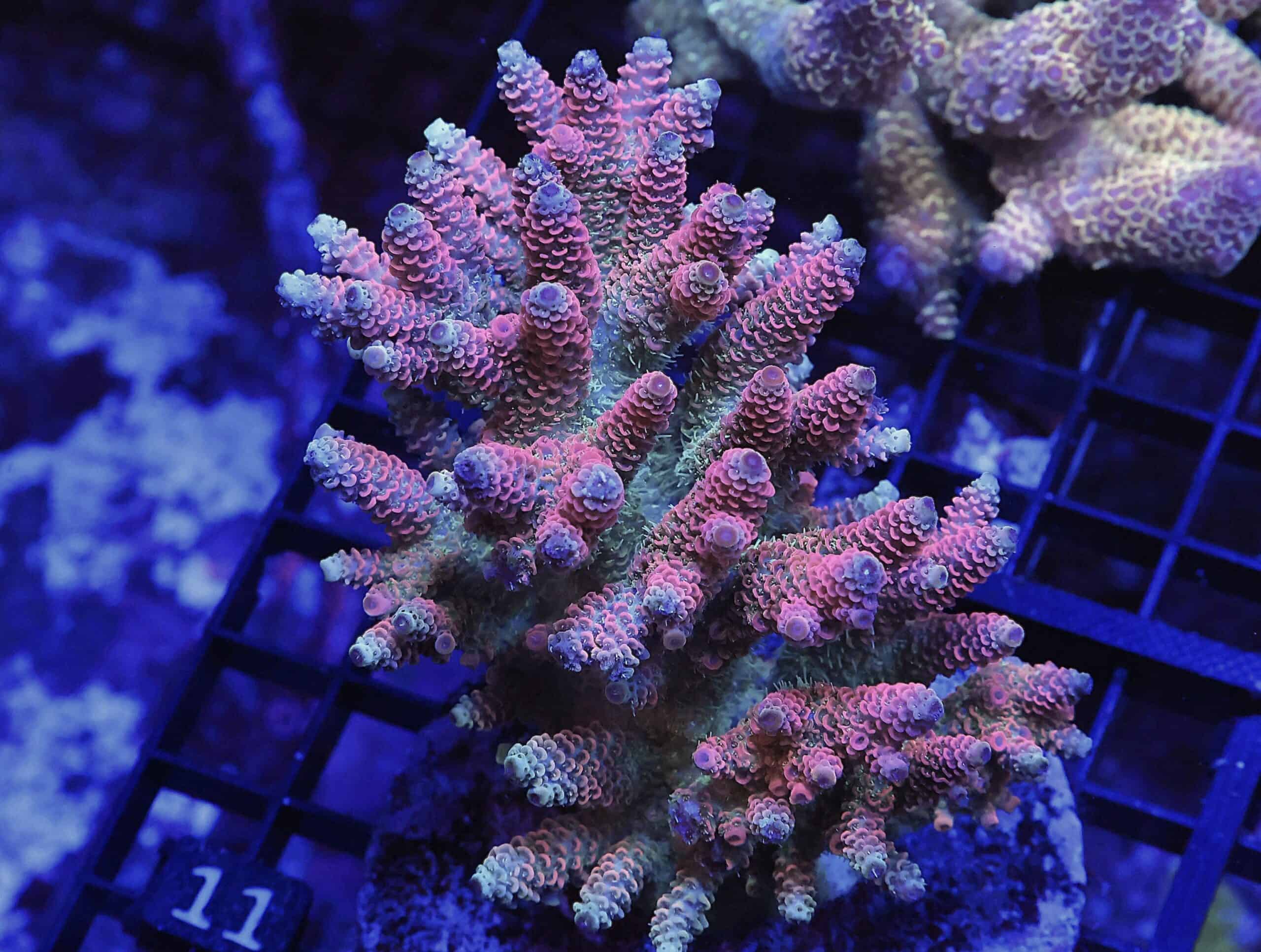 E11 - INDO ACRO PINK BLUE TIP MILLE CULTURED