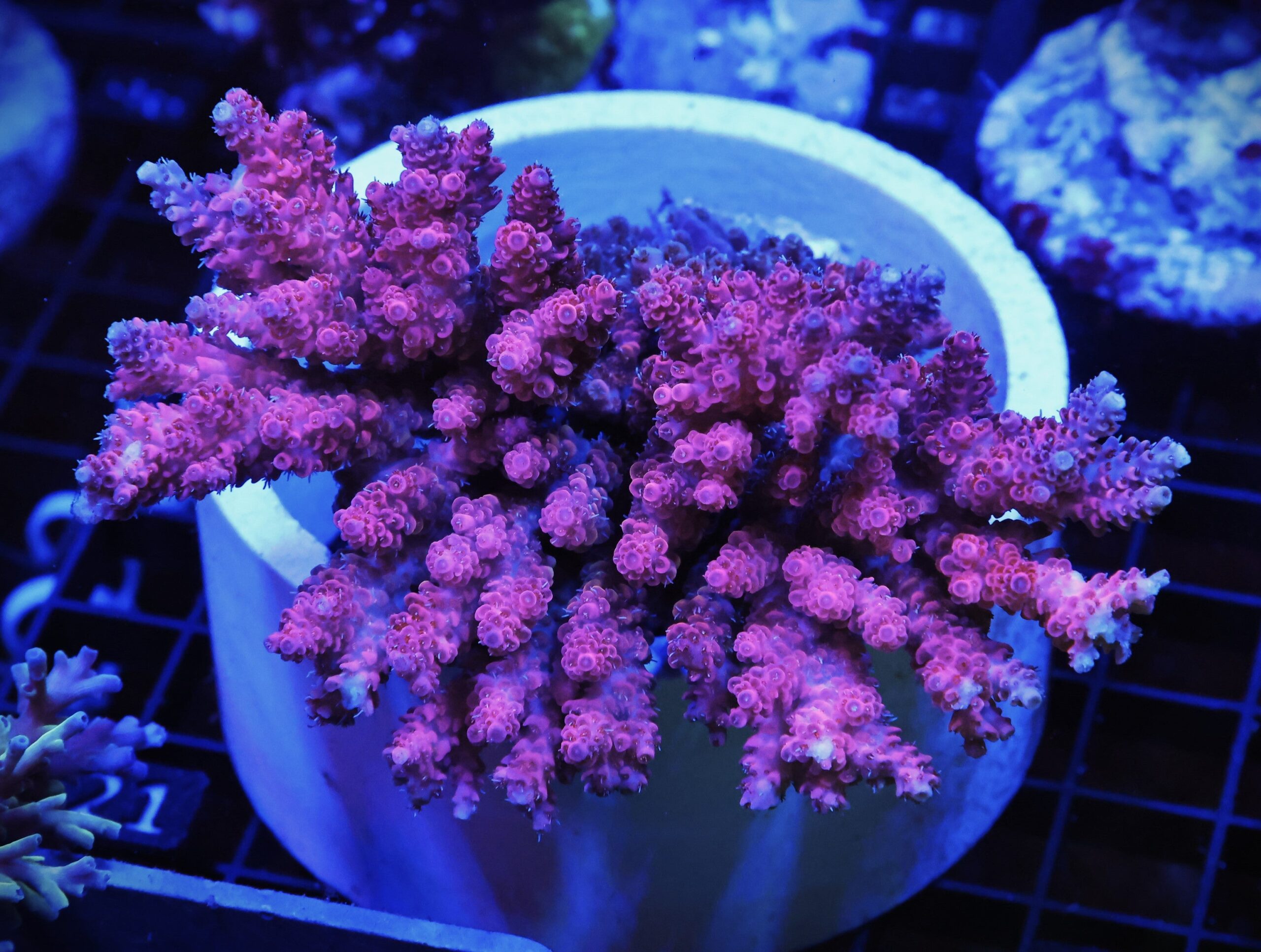 E121 - AUSSIE ACRO HOT PINK TABLE