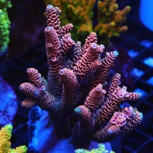 E131 - INDO ACRO PINK MILLE CULTURED