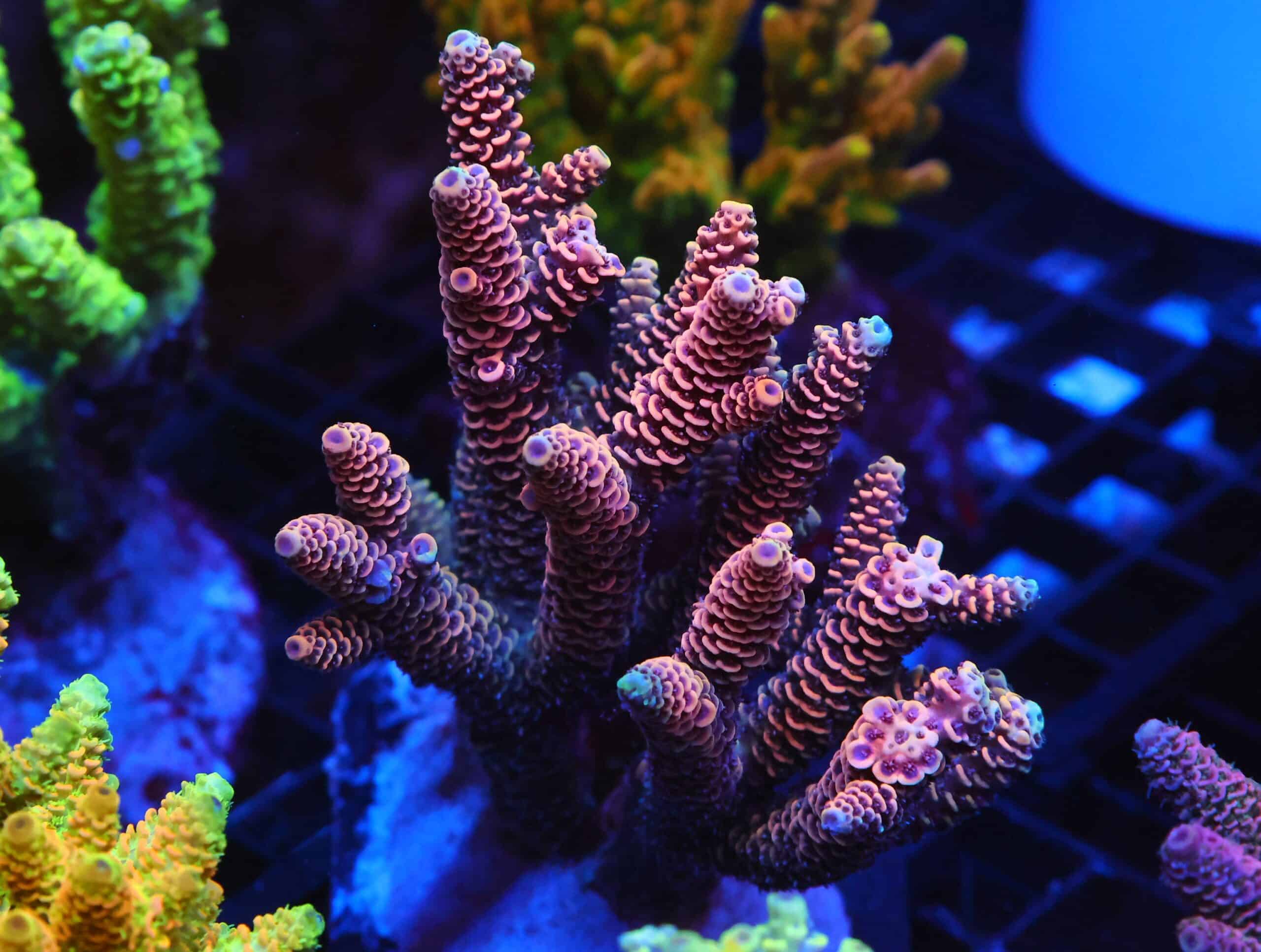 E131 - INDO ACRO PINK MILLE CULTURED