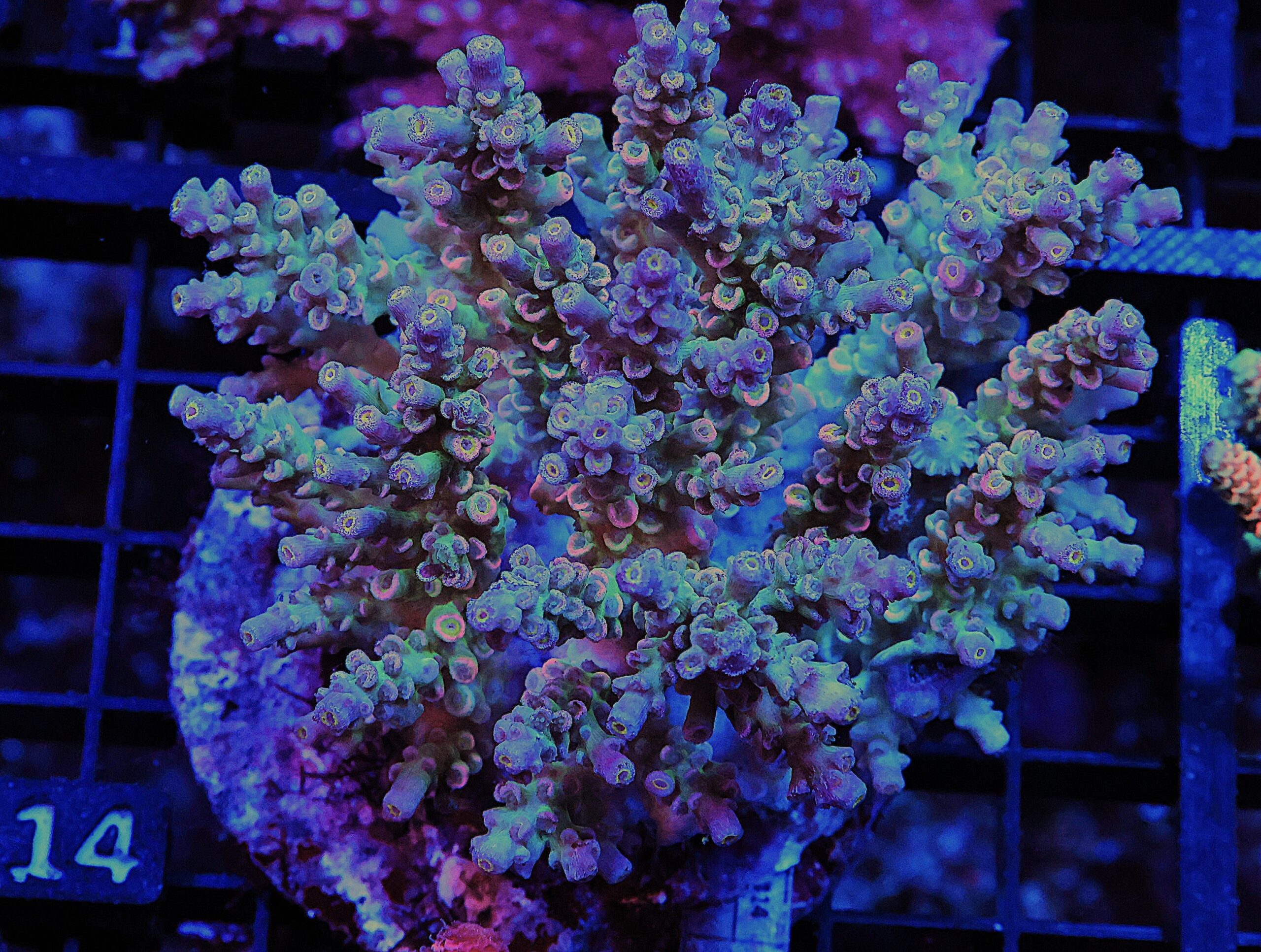 E14 - INDO ACRO RAINBOW TENUIS CULTURED