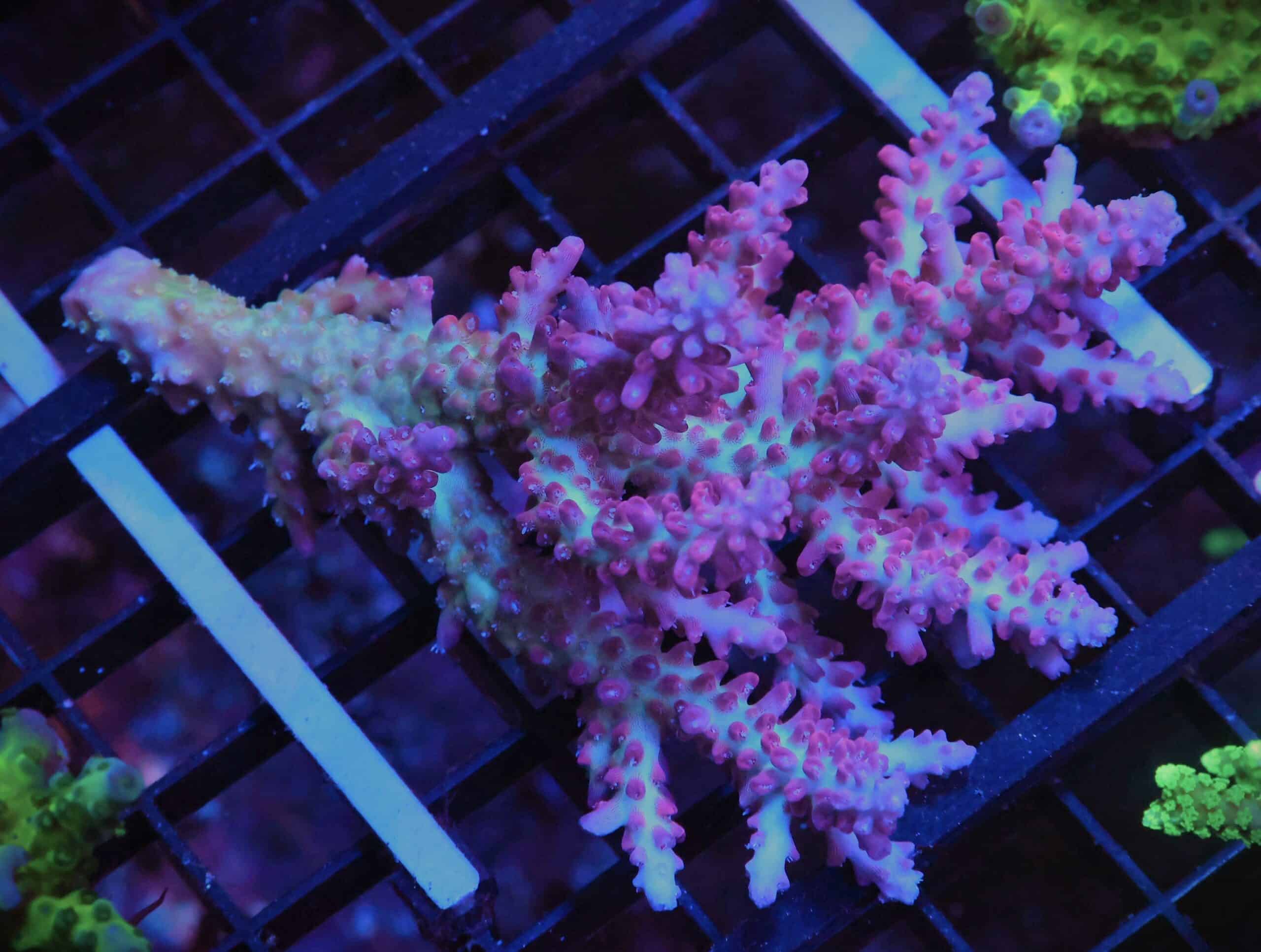 E158 - AUSSIE ACRO STRAWBERRY SHORTCAKE