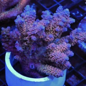E22 - AUSSIE ACRO RAINBOW TENUIS