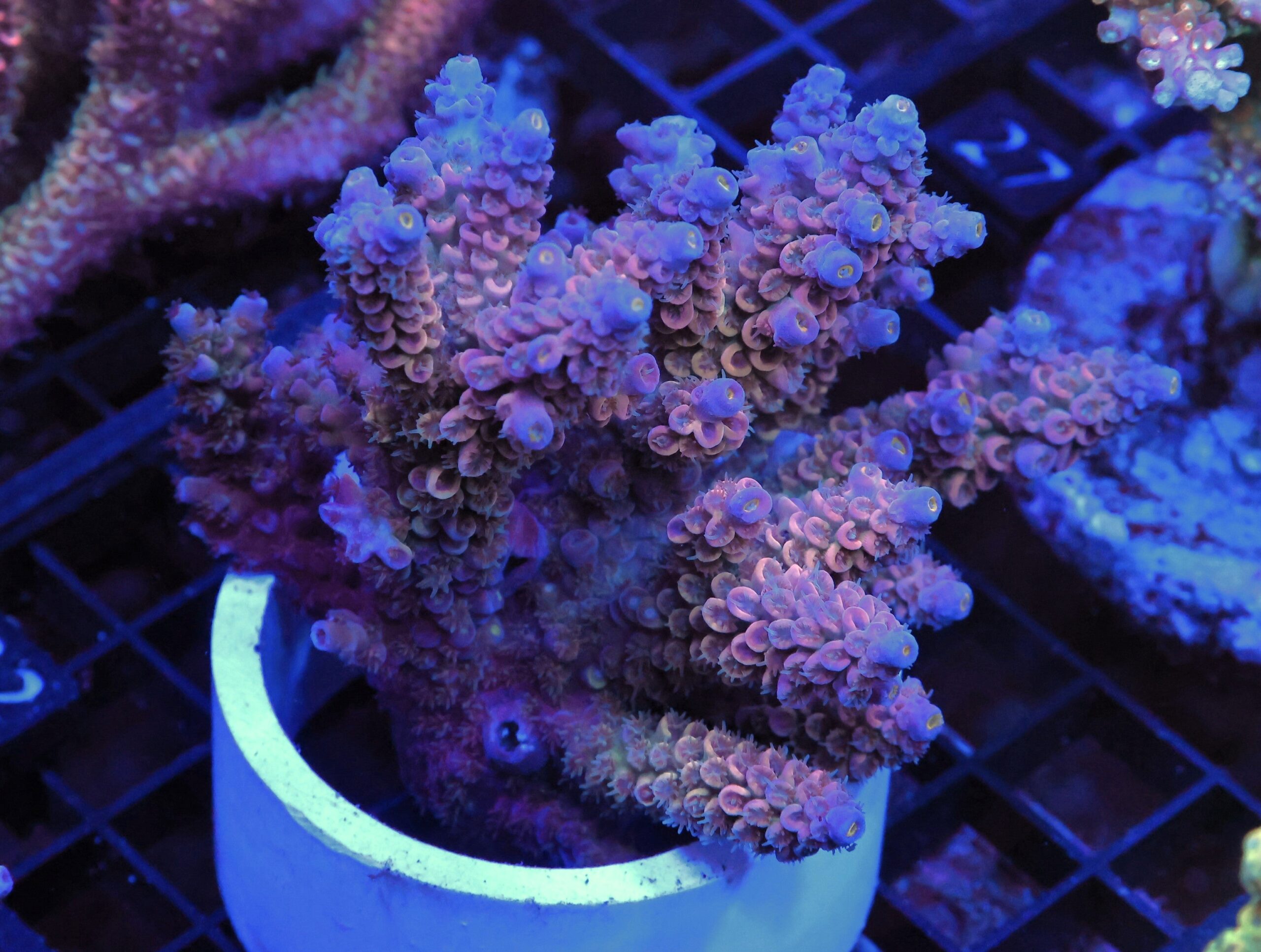E22 - AUSSIE ACRO RAINBOW TENUIS