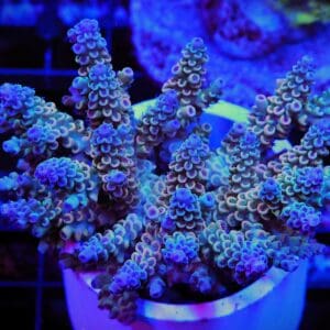 E24 - AUSSIE ACRO RAINBOW TENUIS