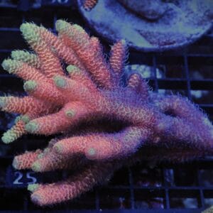 E25 - AUSSIE ACRO HOT PINK MILLE
