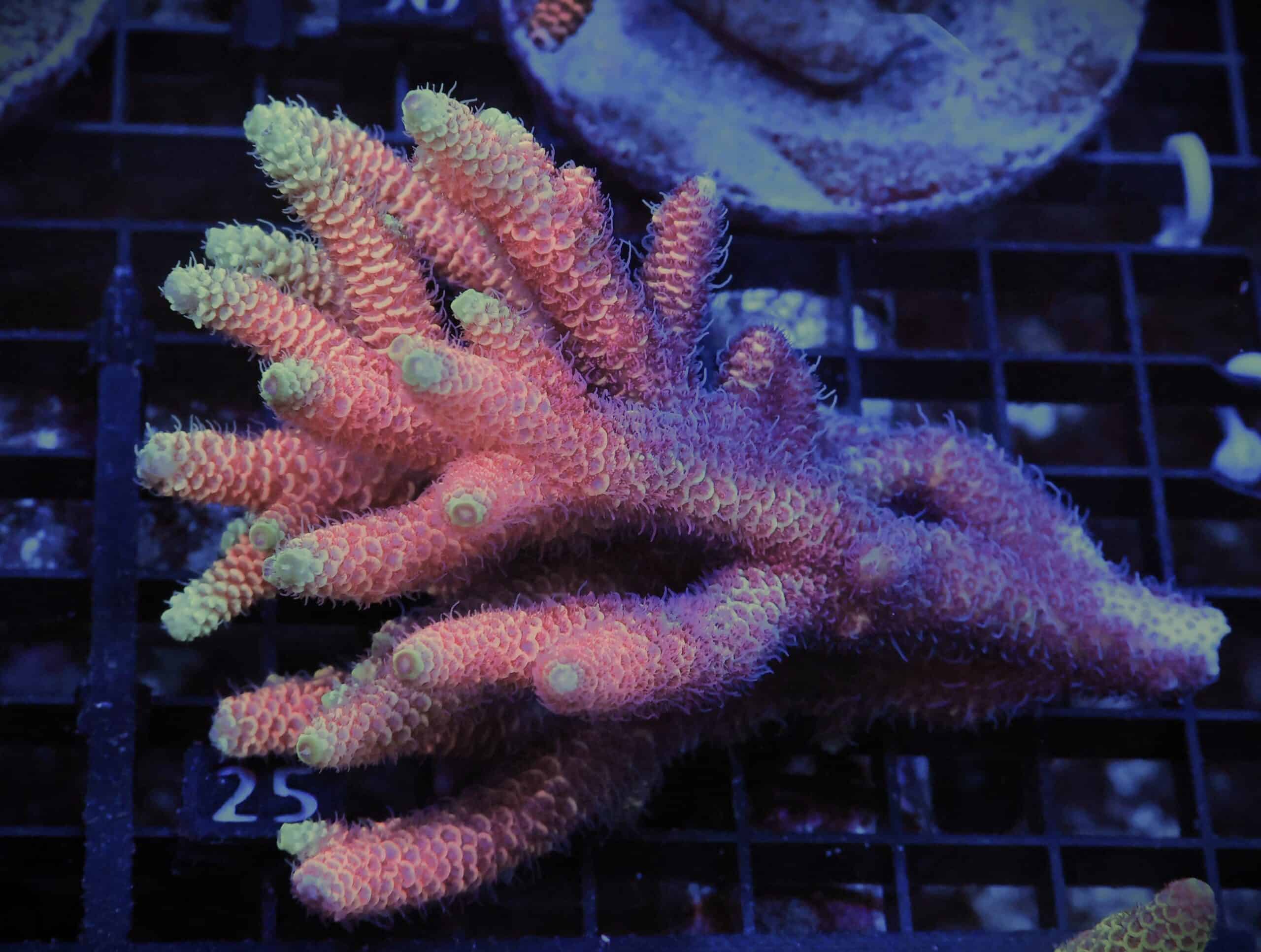 E25 - AUSSIE ACRO HOT PINK MILLE