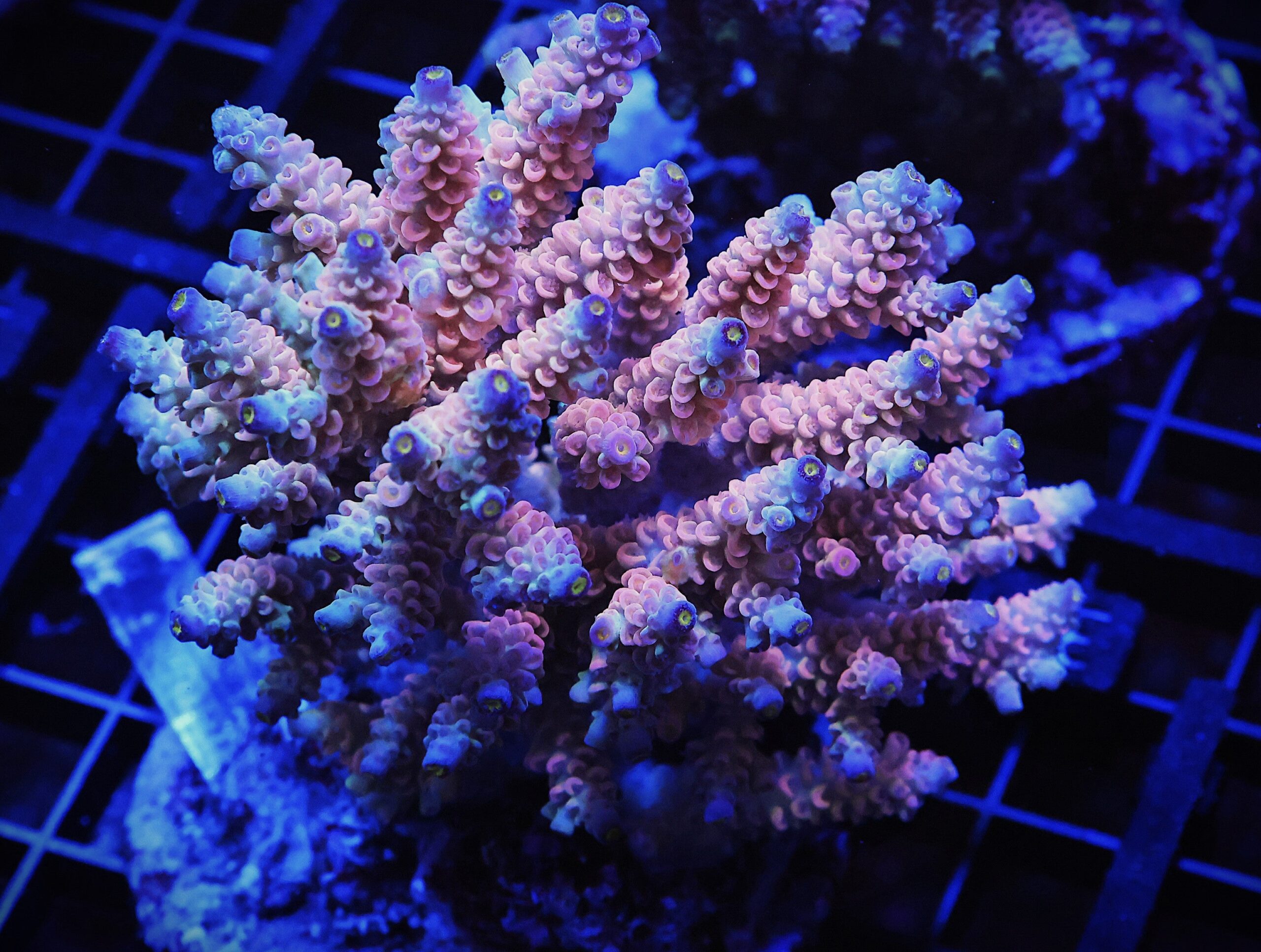 E37 - INDO ACRO PINK BLUE TIP TENUIS CULTURED