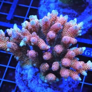 E39 - INDO ACRO HOT PINK MILLE CULTURED