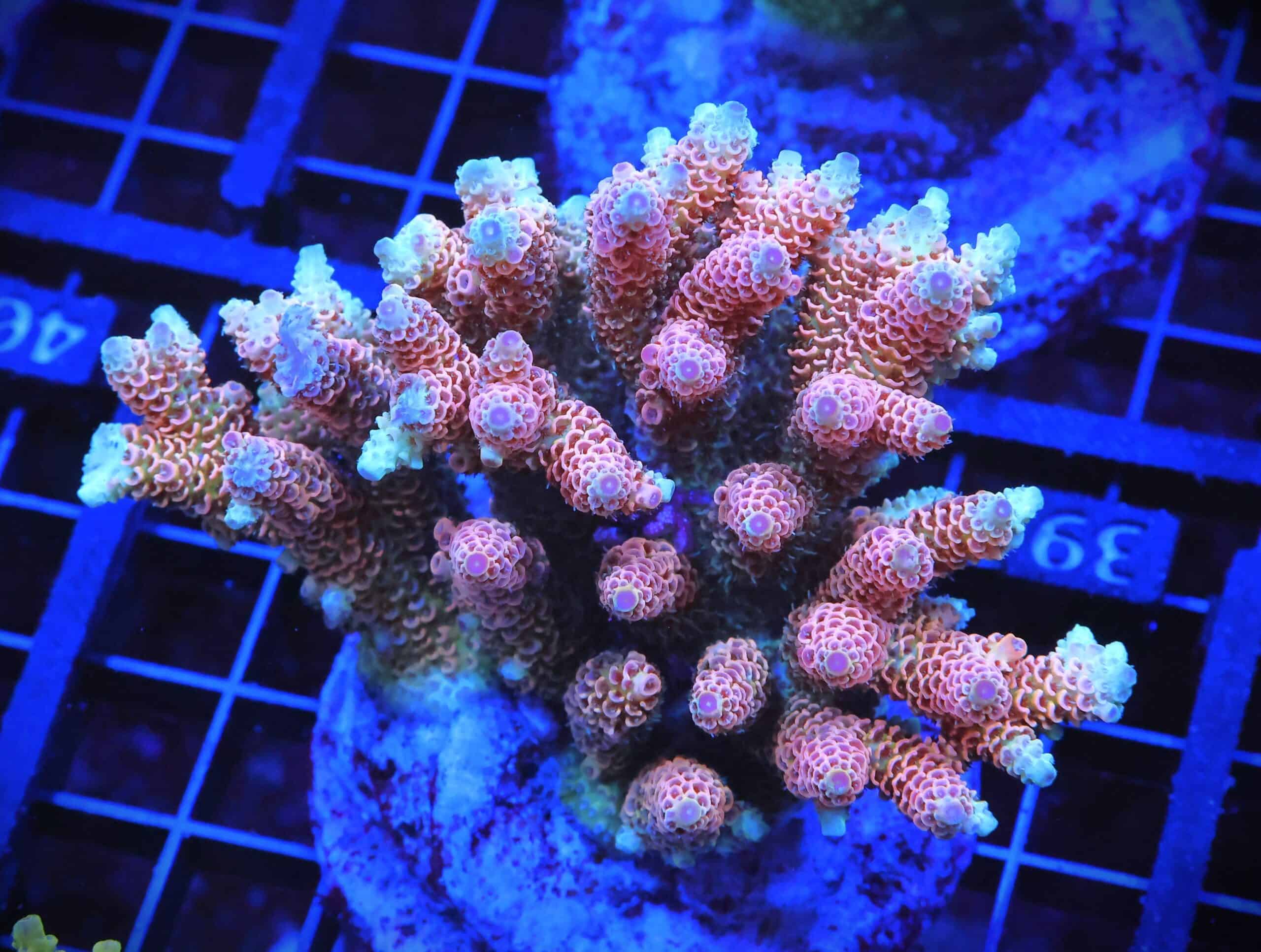 E39 - INDO ACRO HOT PINK MILLE CULTURED
